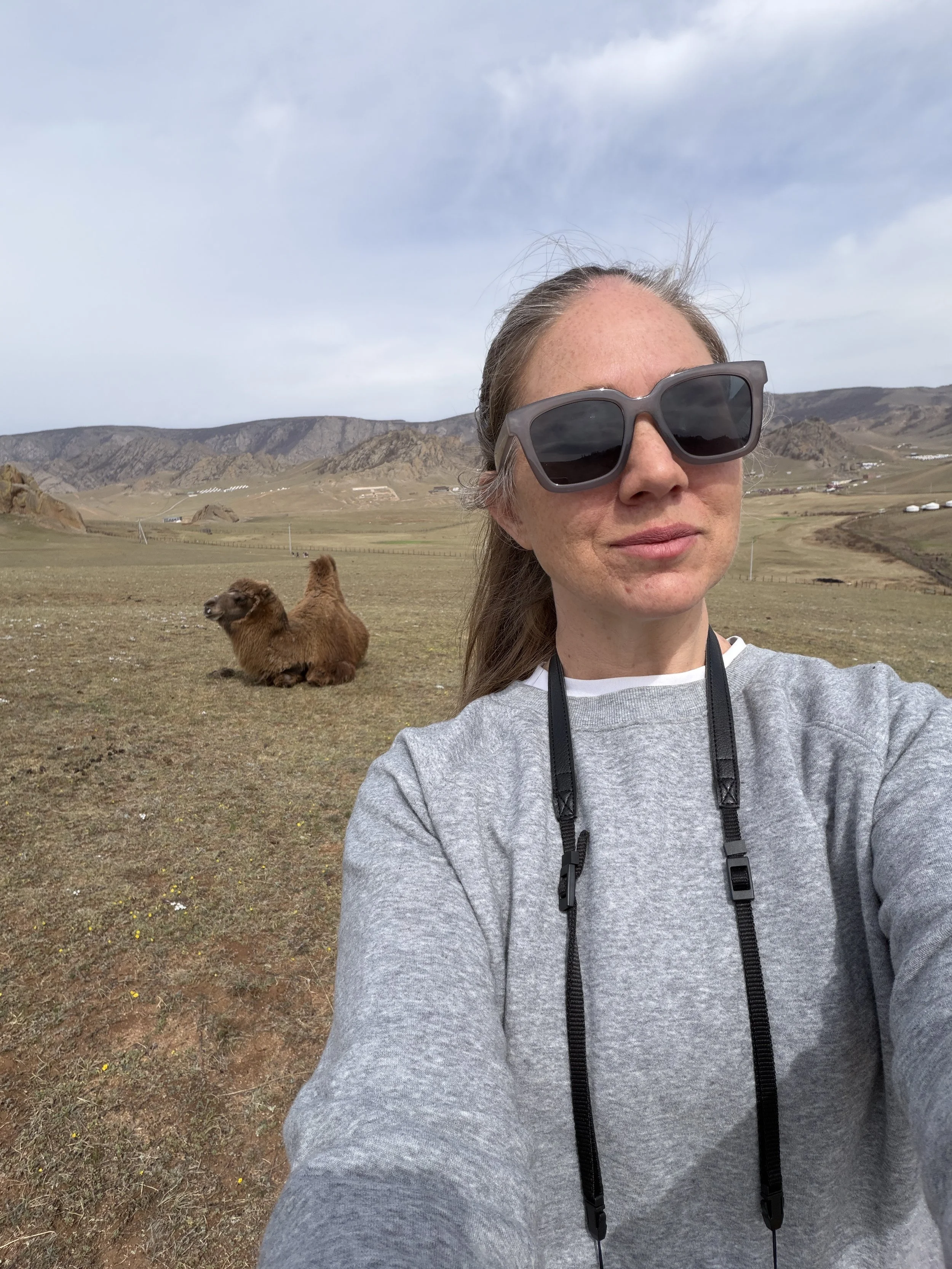 camels in terelj national park Mongolia