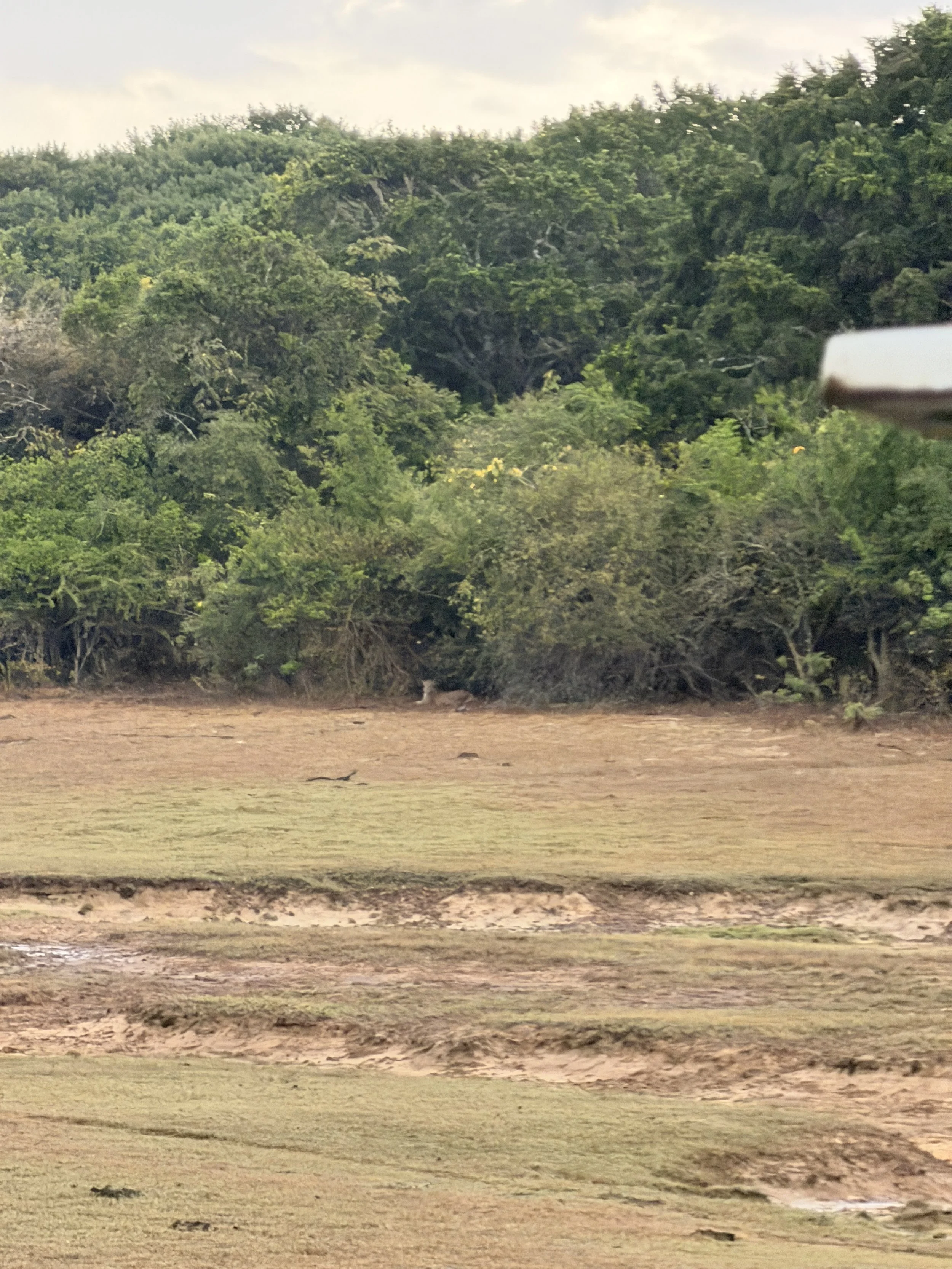 One of the hidden leopards in Yala, Sri Lanka