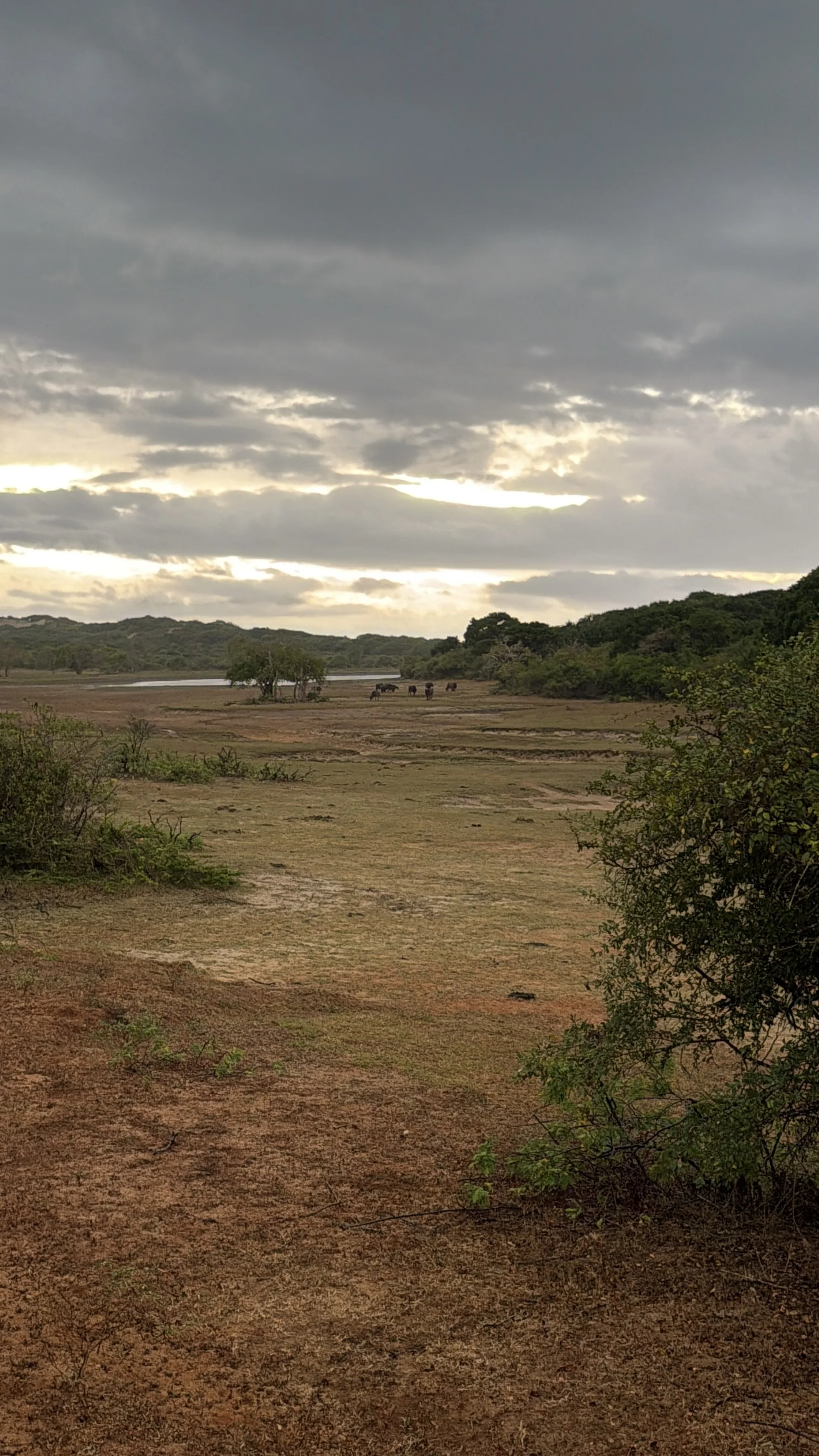Water buffalo and leopard in Yala, Sri Lanka