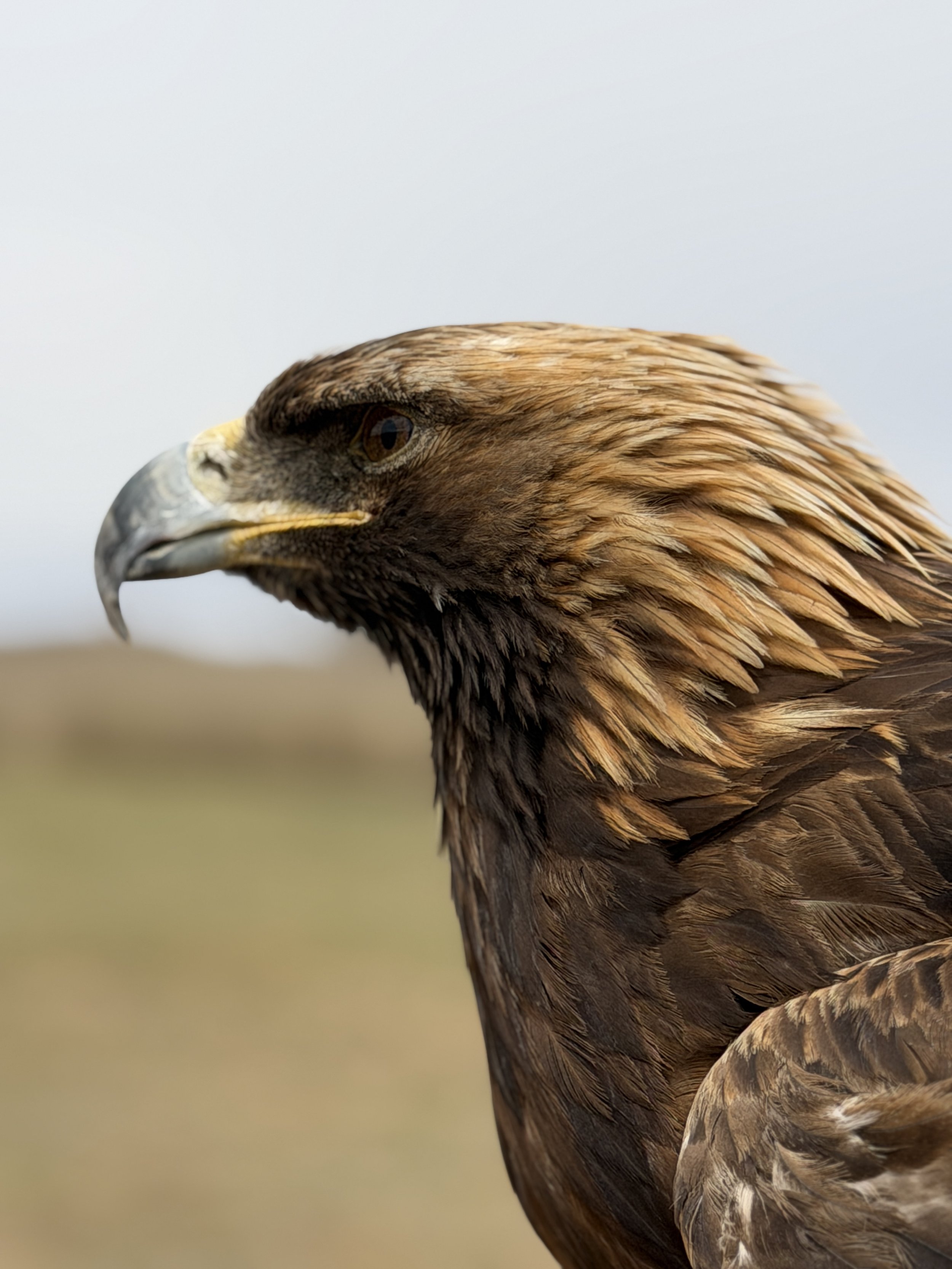 golden eagle up close mongolia terelj