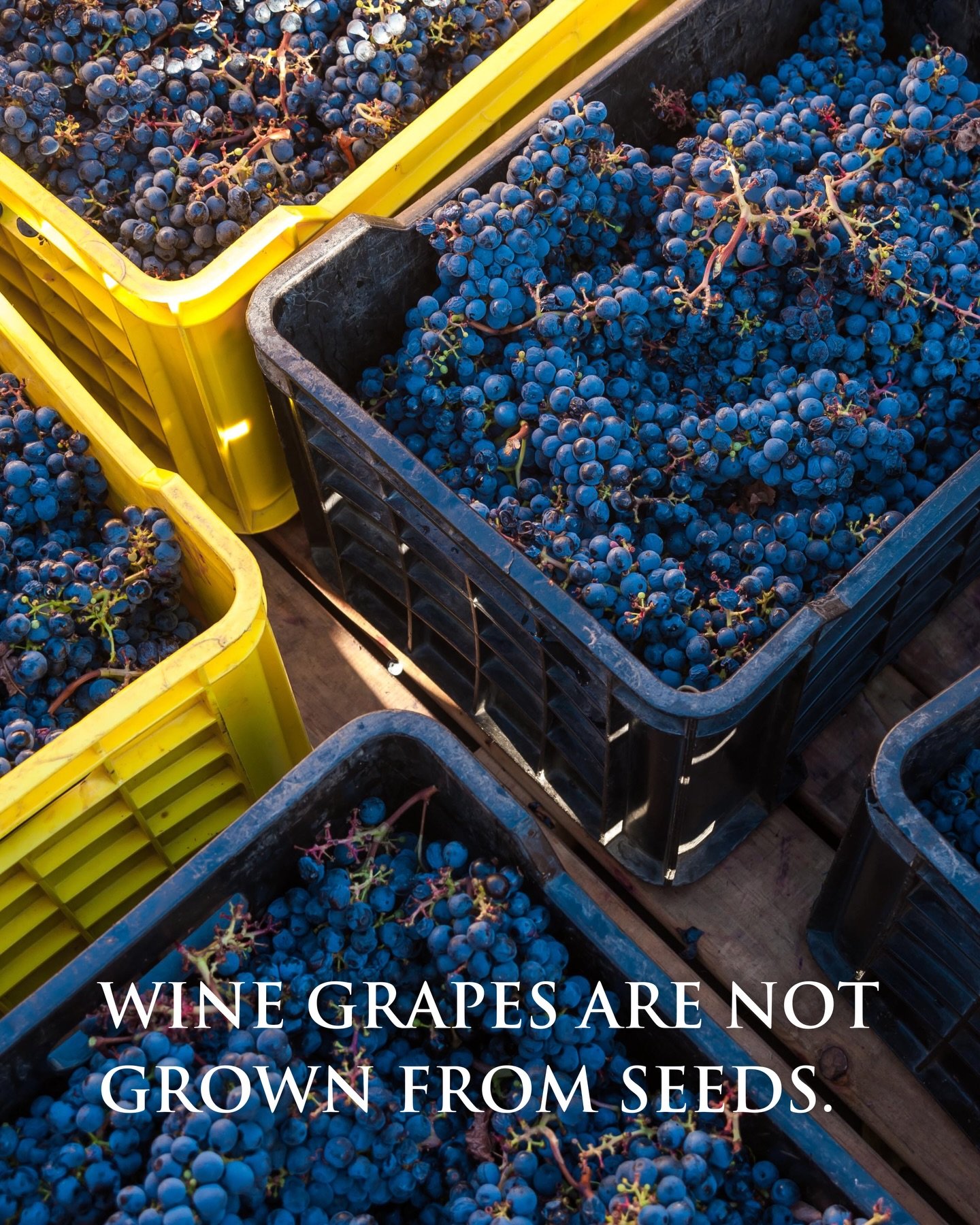 Wine is built on precision, not only in the cellar, but in the vineyard itself. 

That precision comes from a series of considered choices around how vines are propagated, how plant material is selected, and how genetics respond to the site they are 