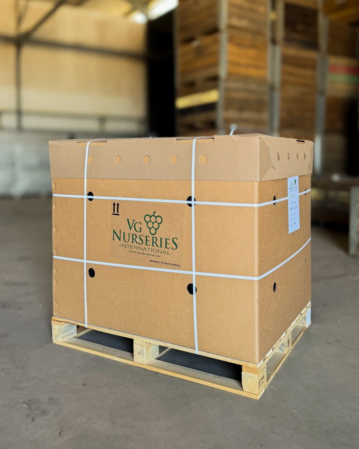 The beauty of a vineyard is often what catches the eye, but some of the most important moments in this industry look far less picturesque. 

Like this box of tested, high-quality grafted vines headed to Egypt. 

It might just look like a box, but it 