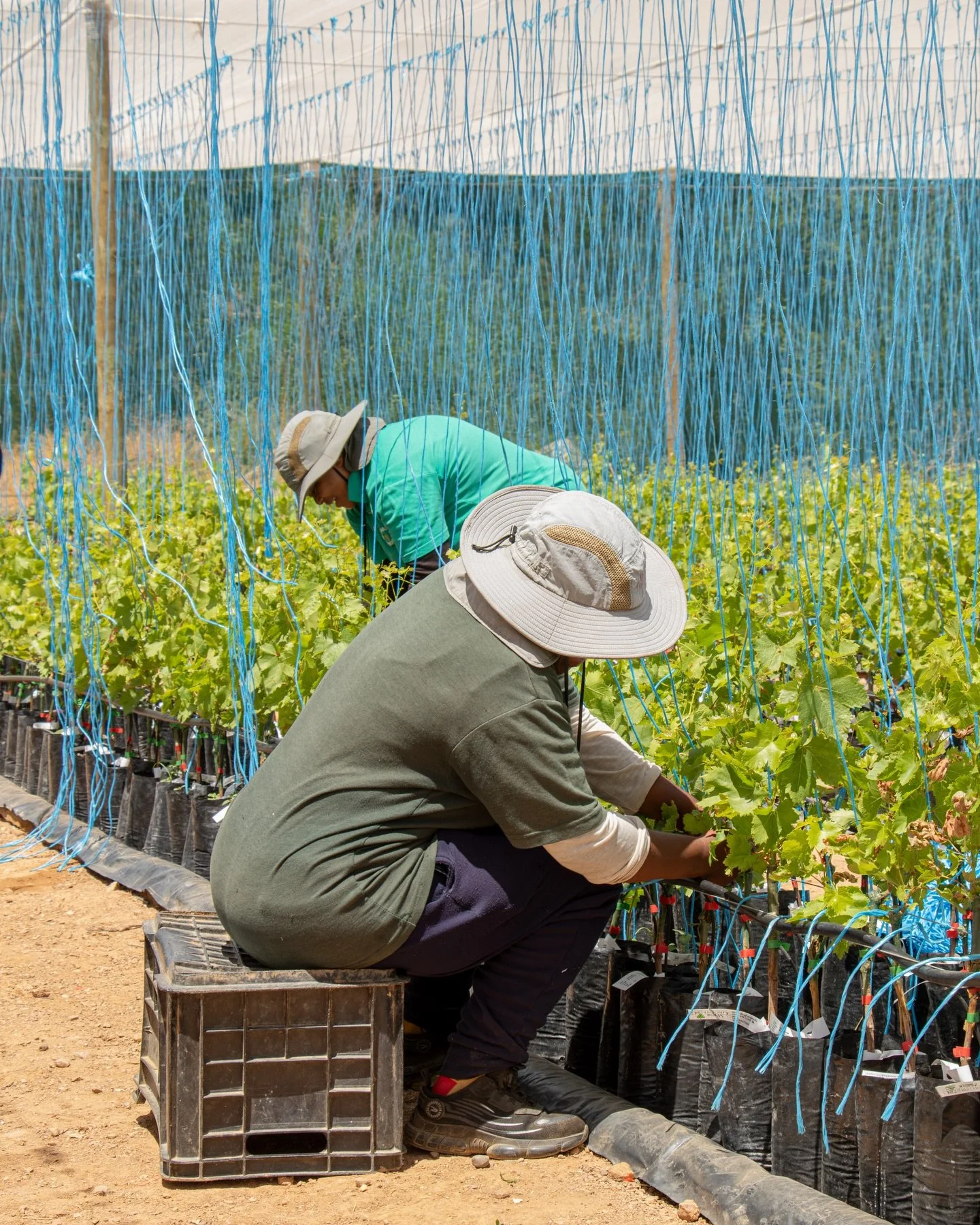 A glimpse of the new facilities at our Plant Improvement Organisation&hellip;

This exciting development came to life under the vision of Hennie Broodryk, who joined us on 3 November last year. As the Afrikaans saying goes, &ldquo;&rsquo;n nuwe besem