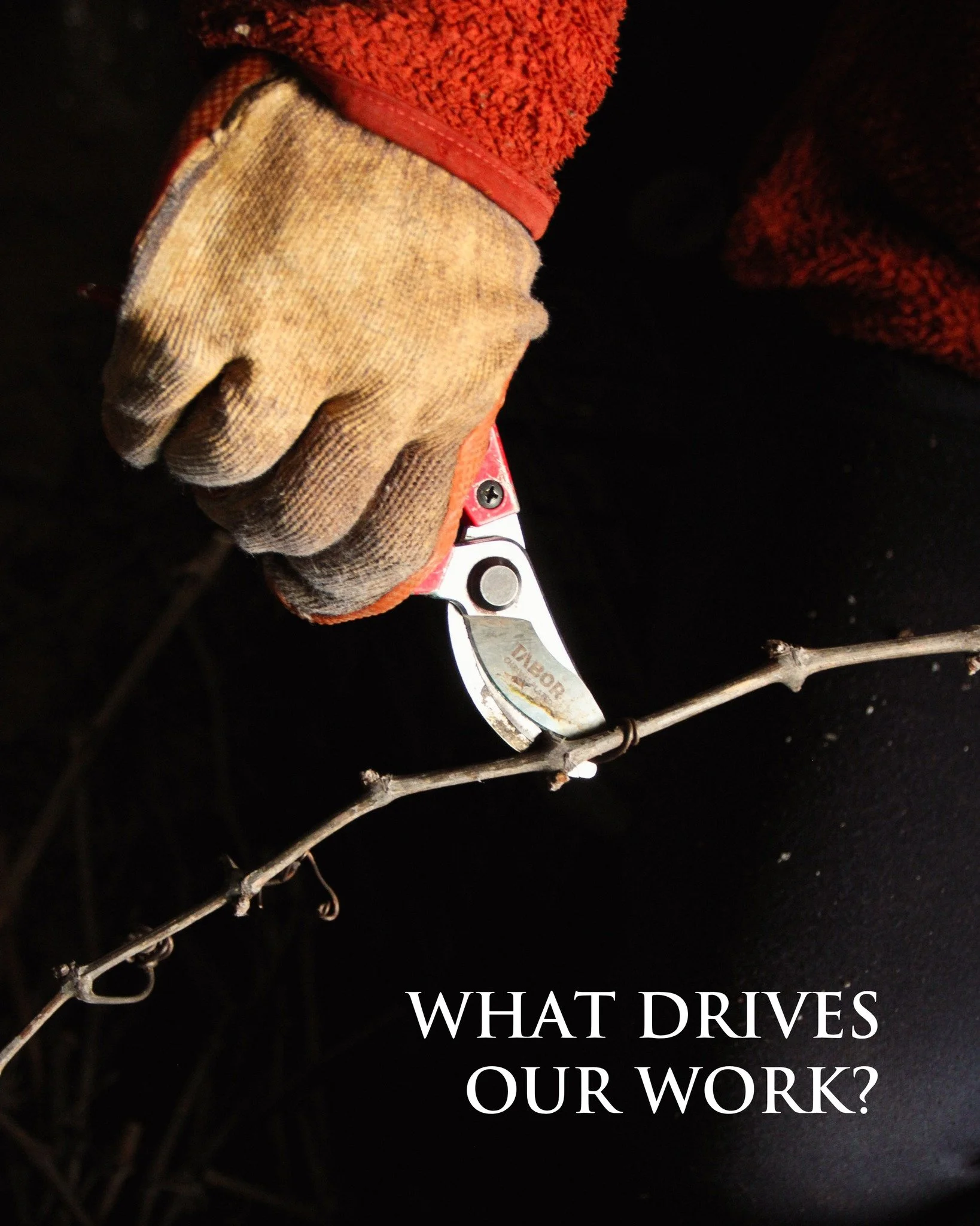 We are driven to help build vineyards that will stand the test of time.

Wine. Raisin. Table grapes.
We&rsquo;ve got you covered.