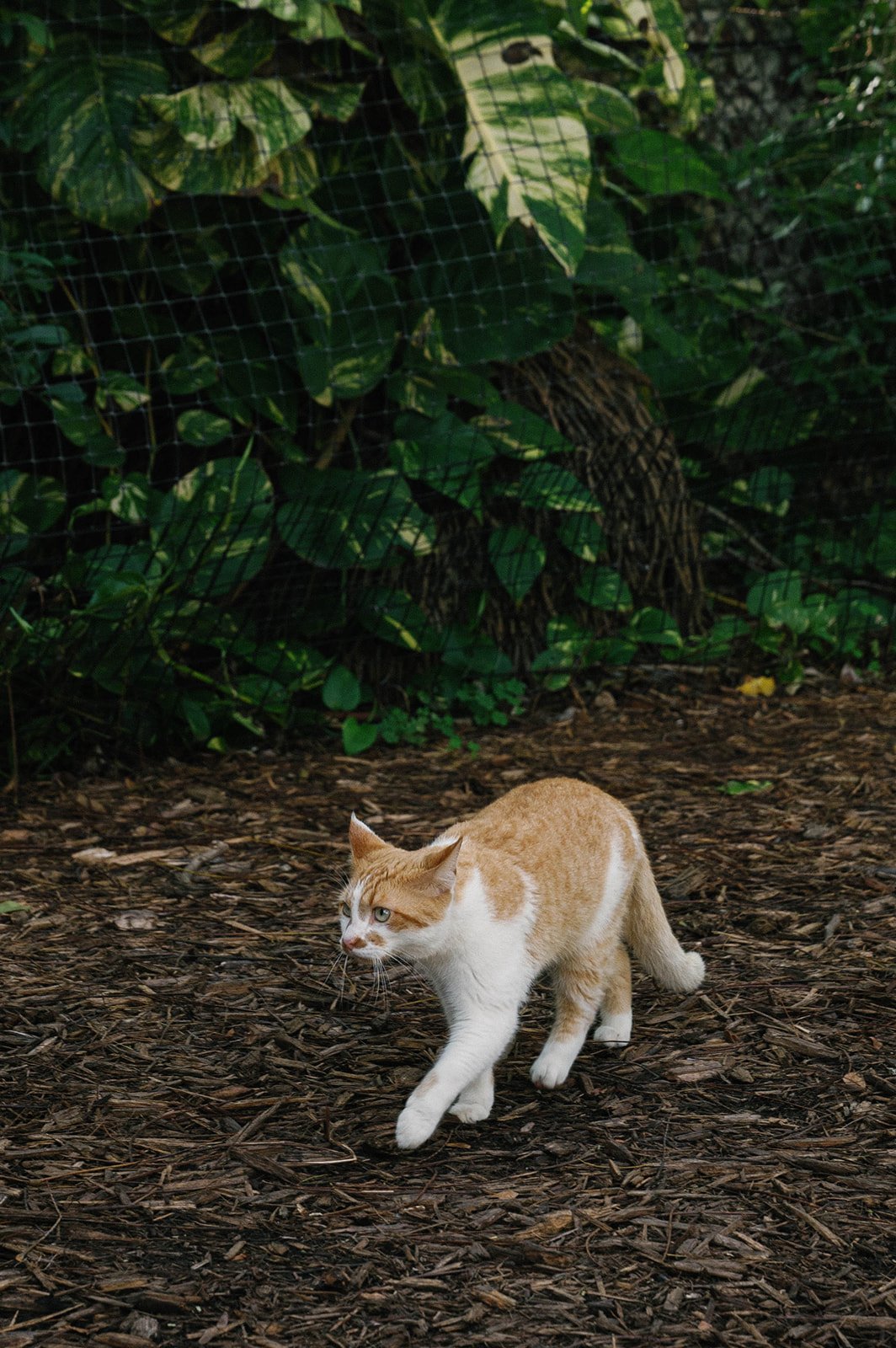 Tiffany Maysonet Photo-59.jpg