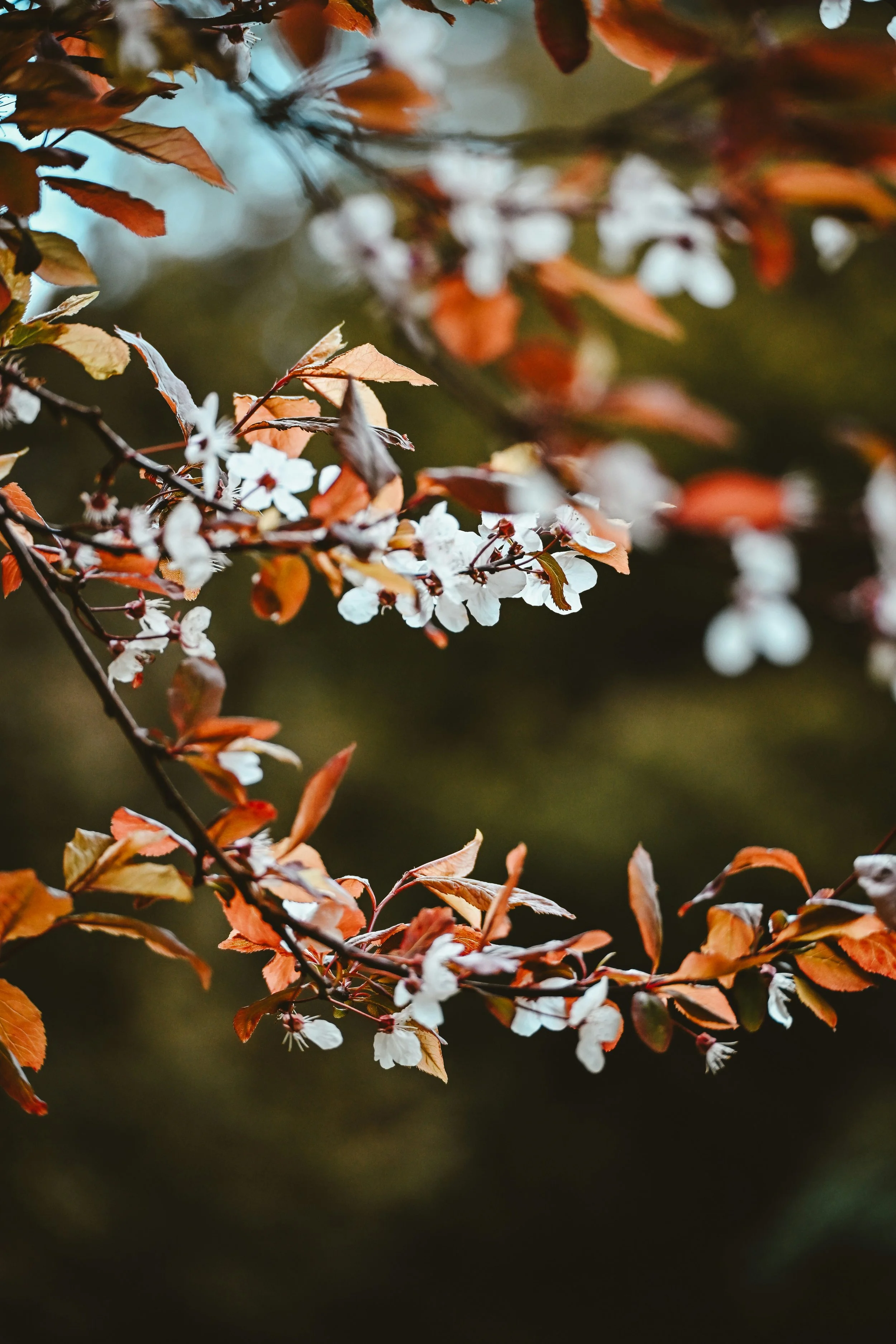 Donde mi cuerpo puede descansar · Practicando el Acceso a un Lugar Seguro Interno