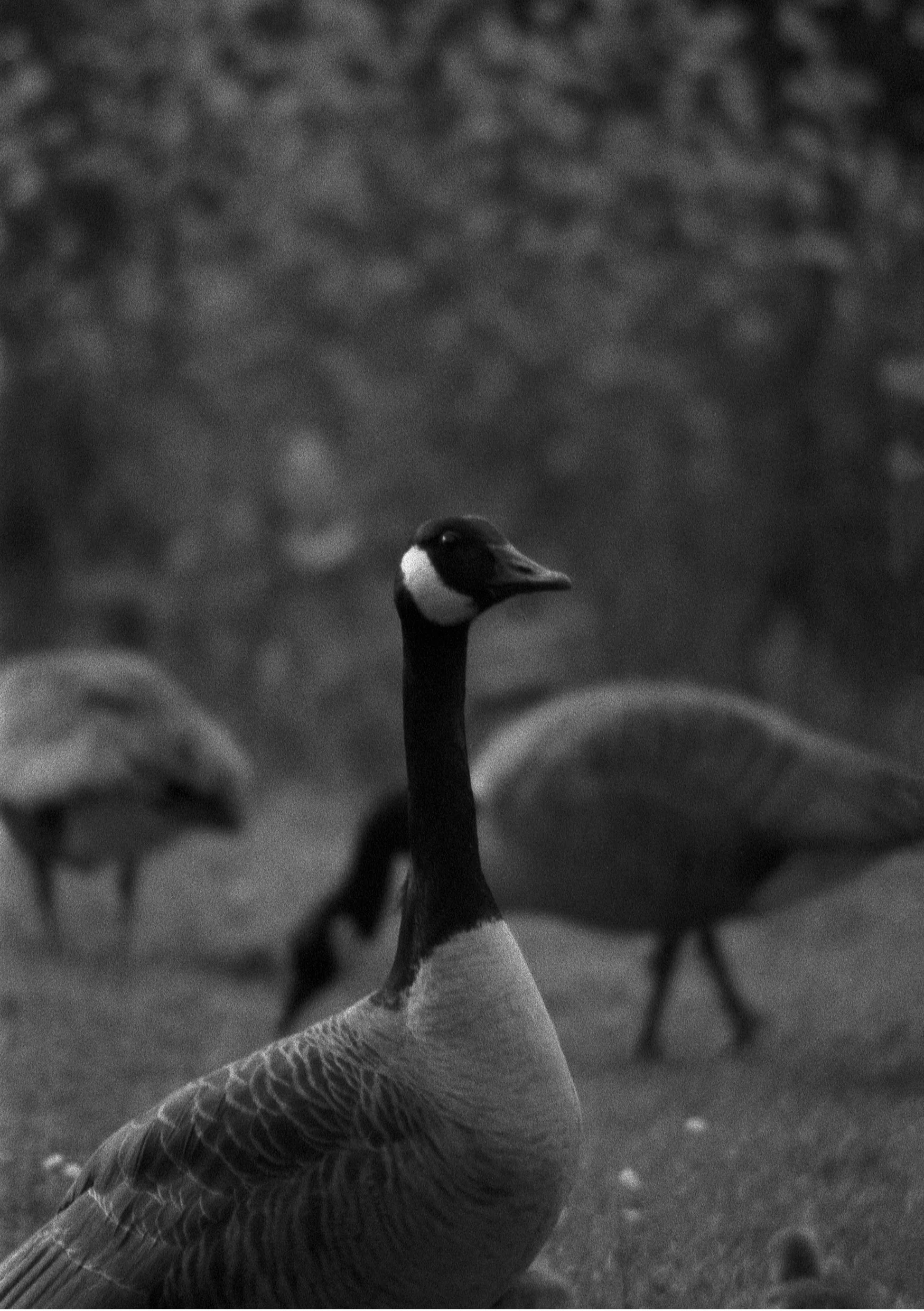 Goose W.jpg