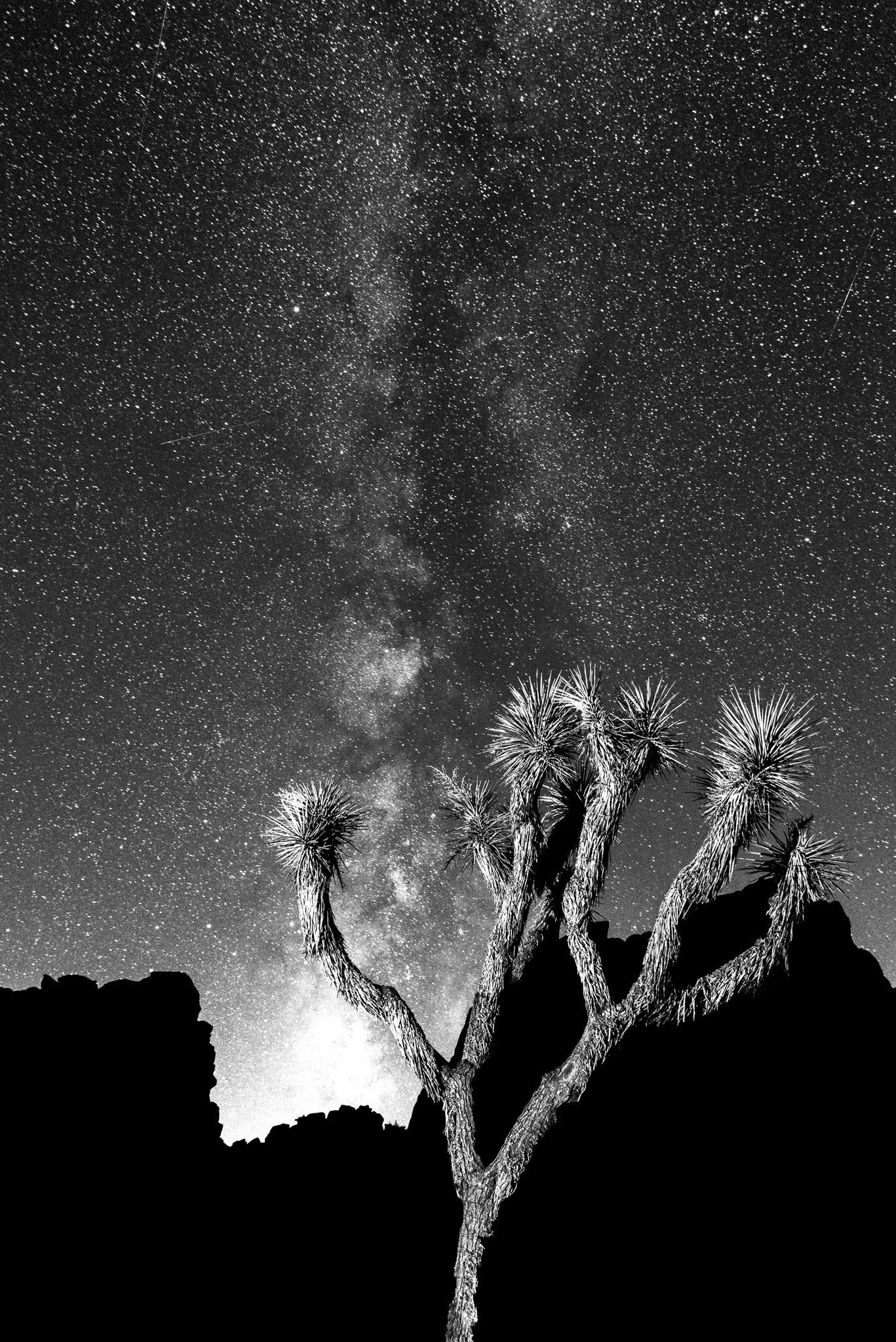 Joshua Tree Portrait / 2017