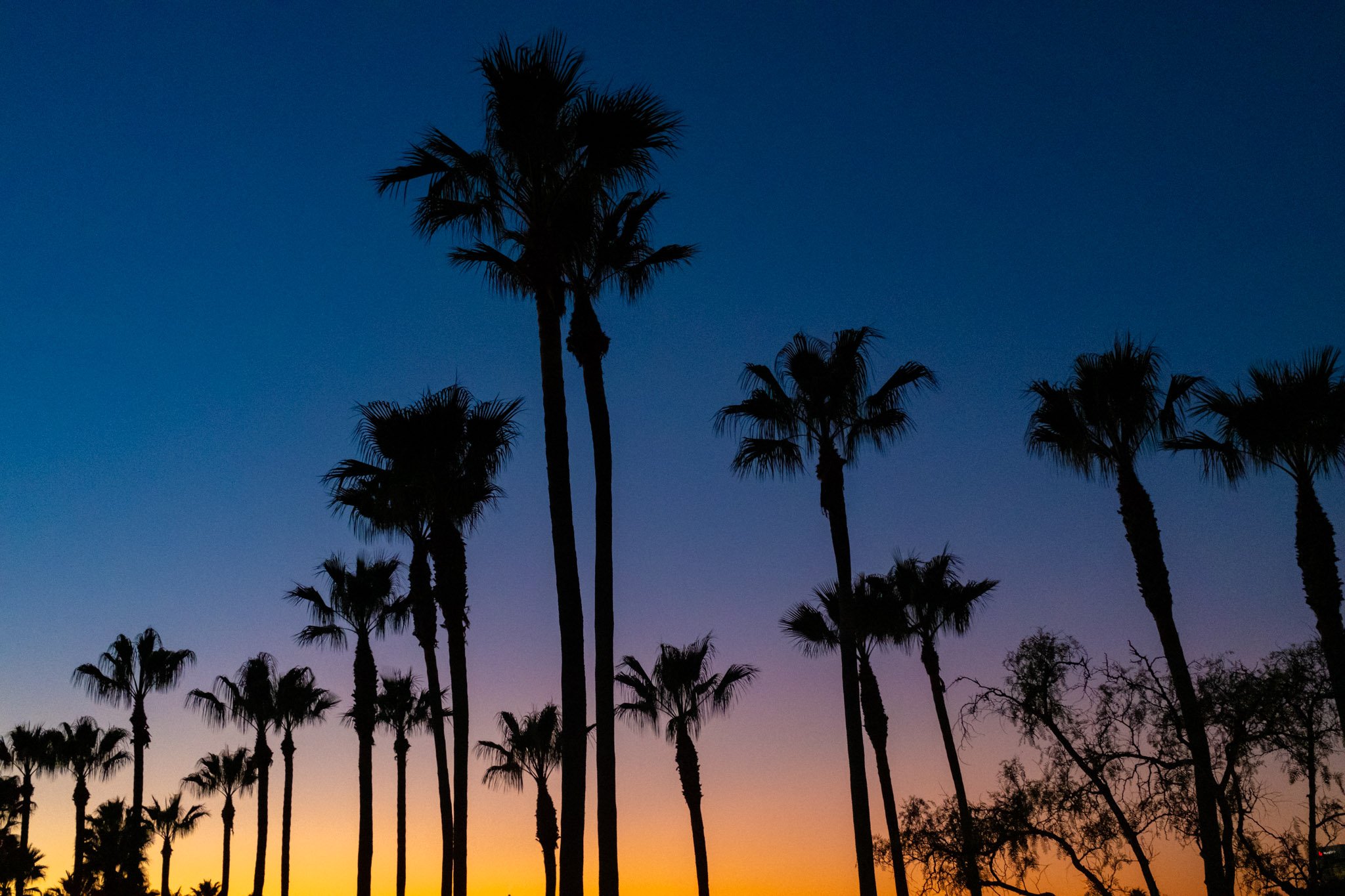 Palm evenings / 2022