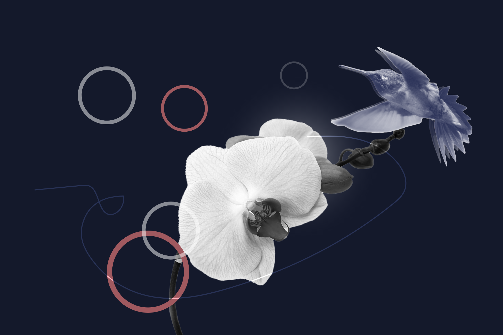 Schwarz-weiß Abbildung einer Orchideenblüte mit geometrischen Kreisen und einem Kolibri auf dunkelblauem Hintergrund.