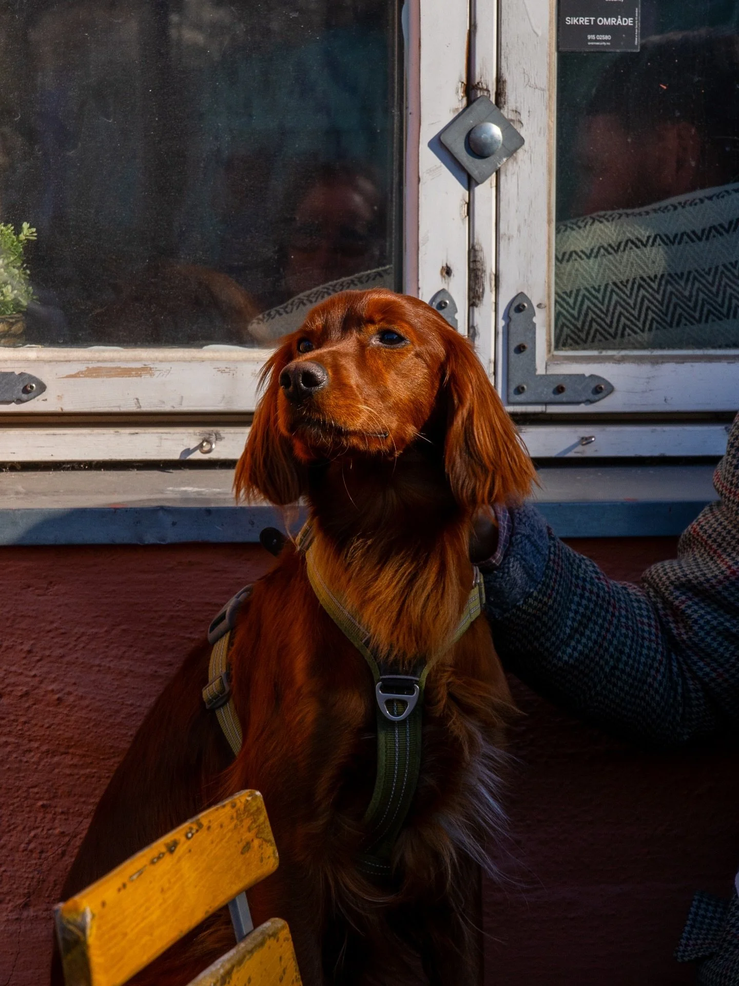 Hundevenner (og andre venner) er hjertelig velkomne hos oss, året rundt - både inne og ute🐶