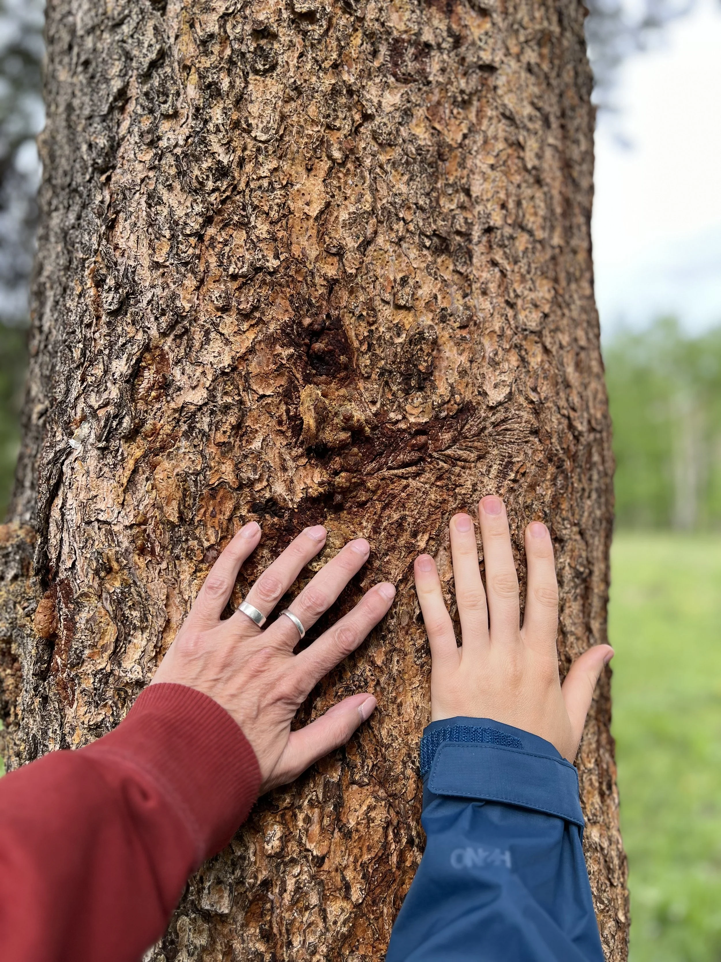 1:1 Nature Guided Coaching Session