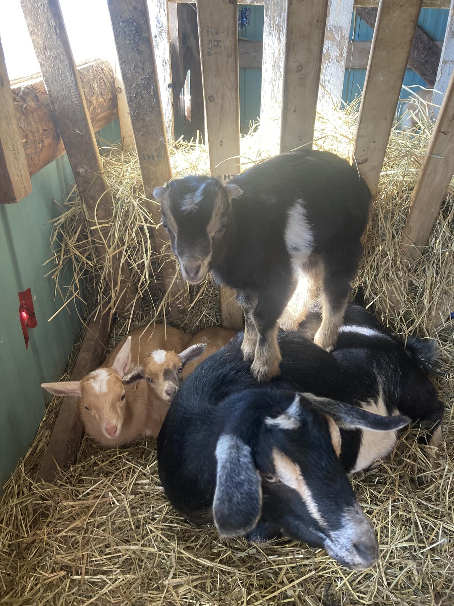 goat2.jpg