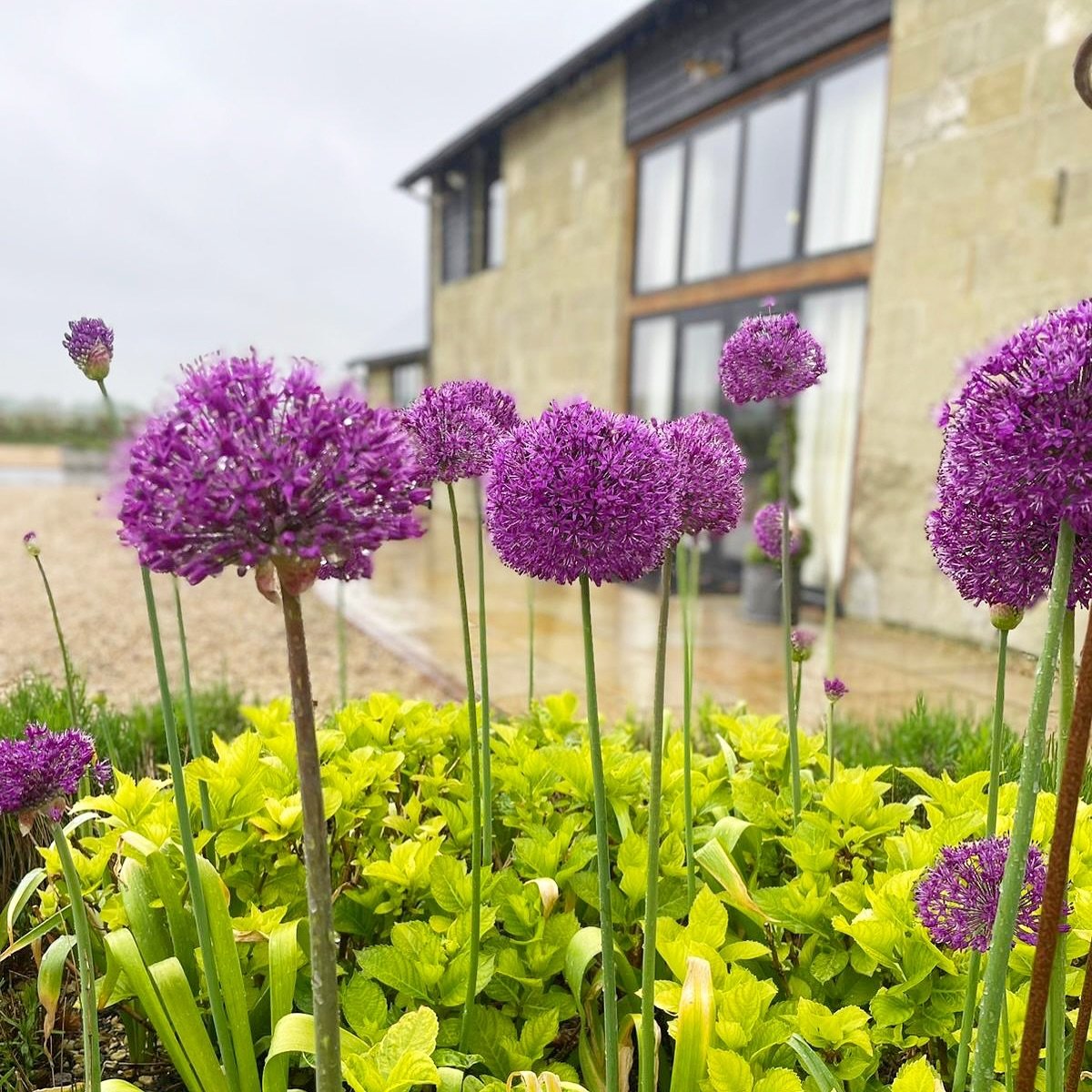Here they finally are! The alliums have arrived after a burst of sun and a few showers. In other exciting news we placed an order for 20 trees that will be planted around the grounds as soon as they arrive. Lots to look forward to over the coming yea