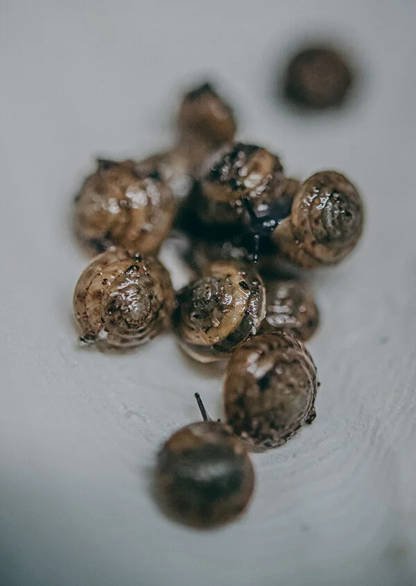 Chester Zoo Releases Snails In Bermuda