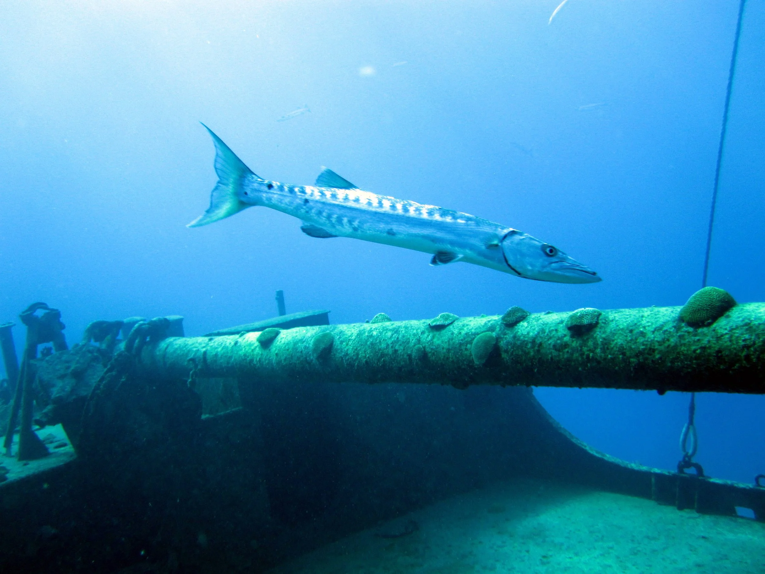 IMG_0704 Hermes 250909.JPG