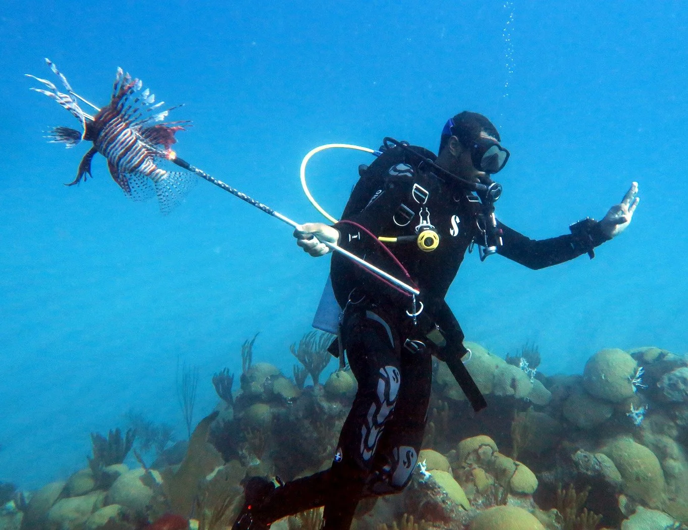 lionfish after .jpg