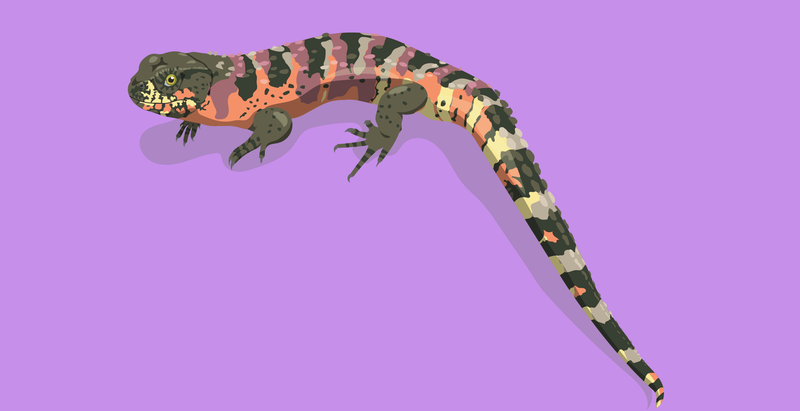 shinisaurus-01.png