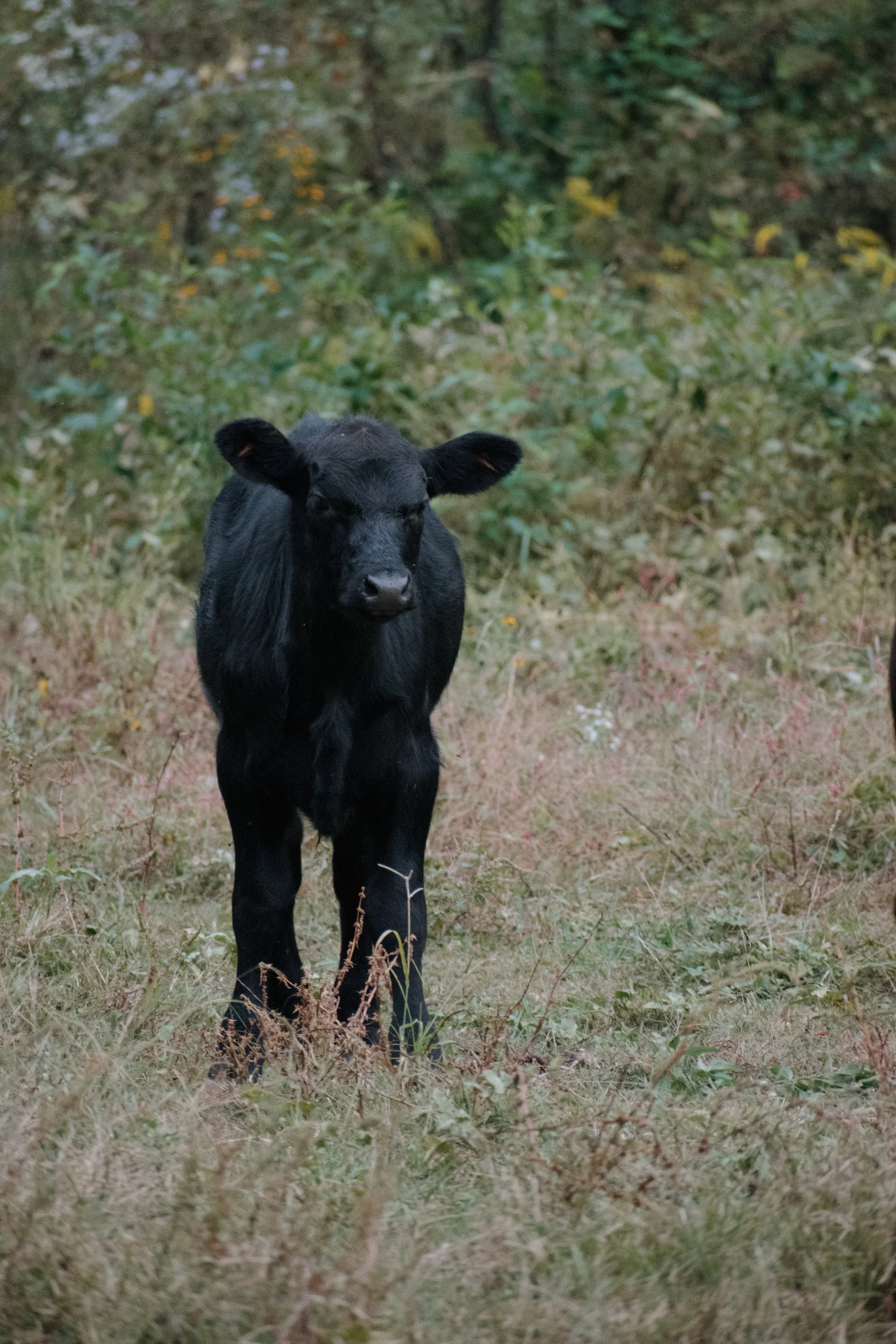 DSC_0919.jpeg