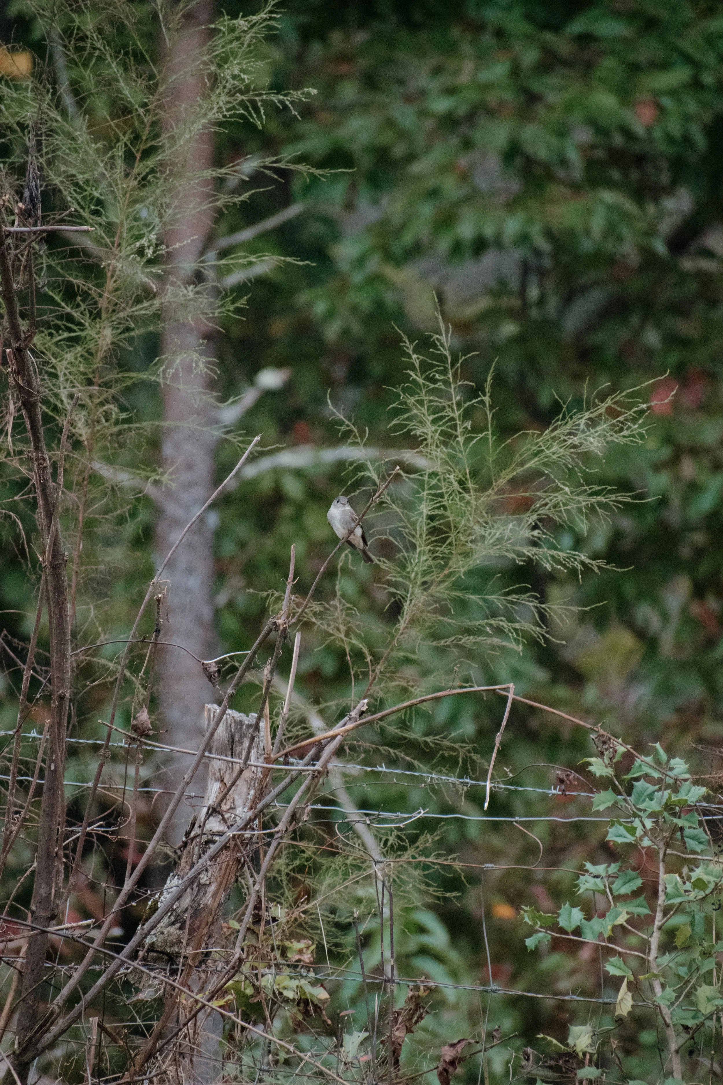 DSC_0013.jpeg