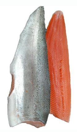 Rainbow Trout