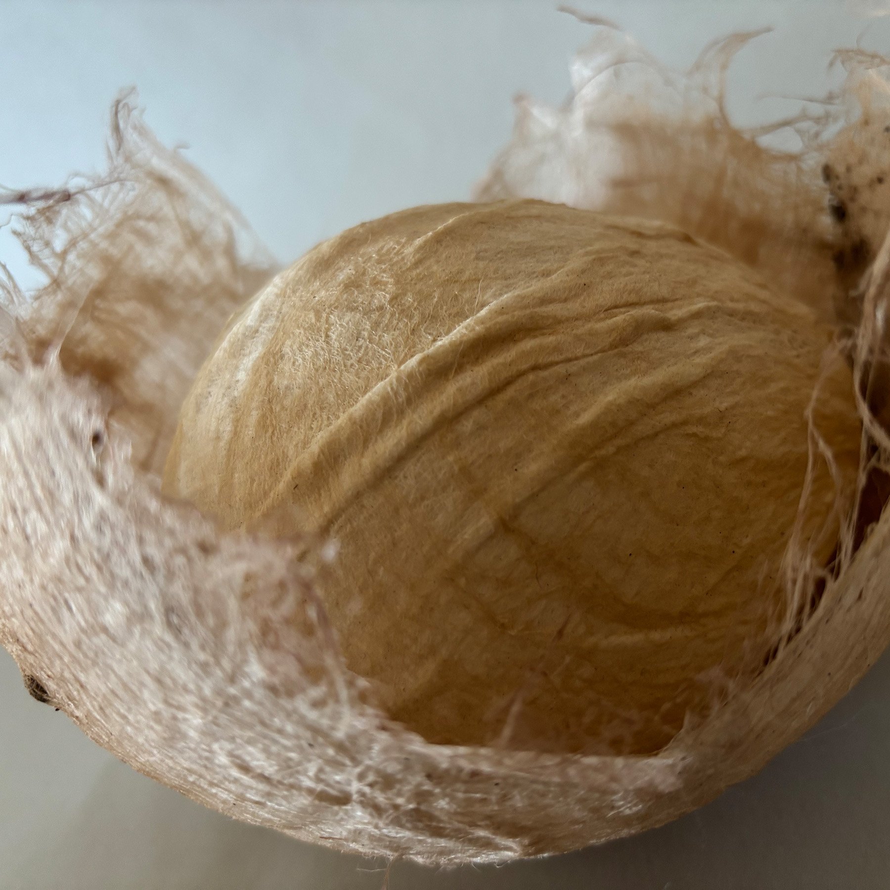 nest.1_.jpg