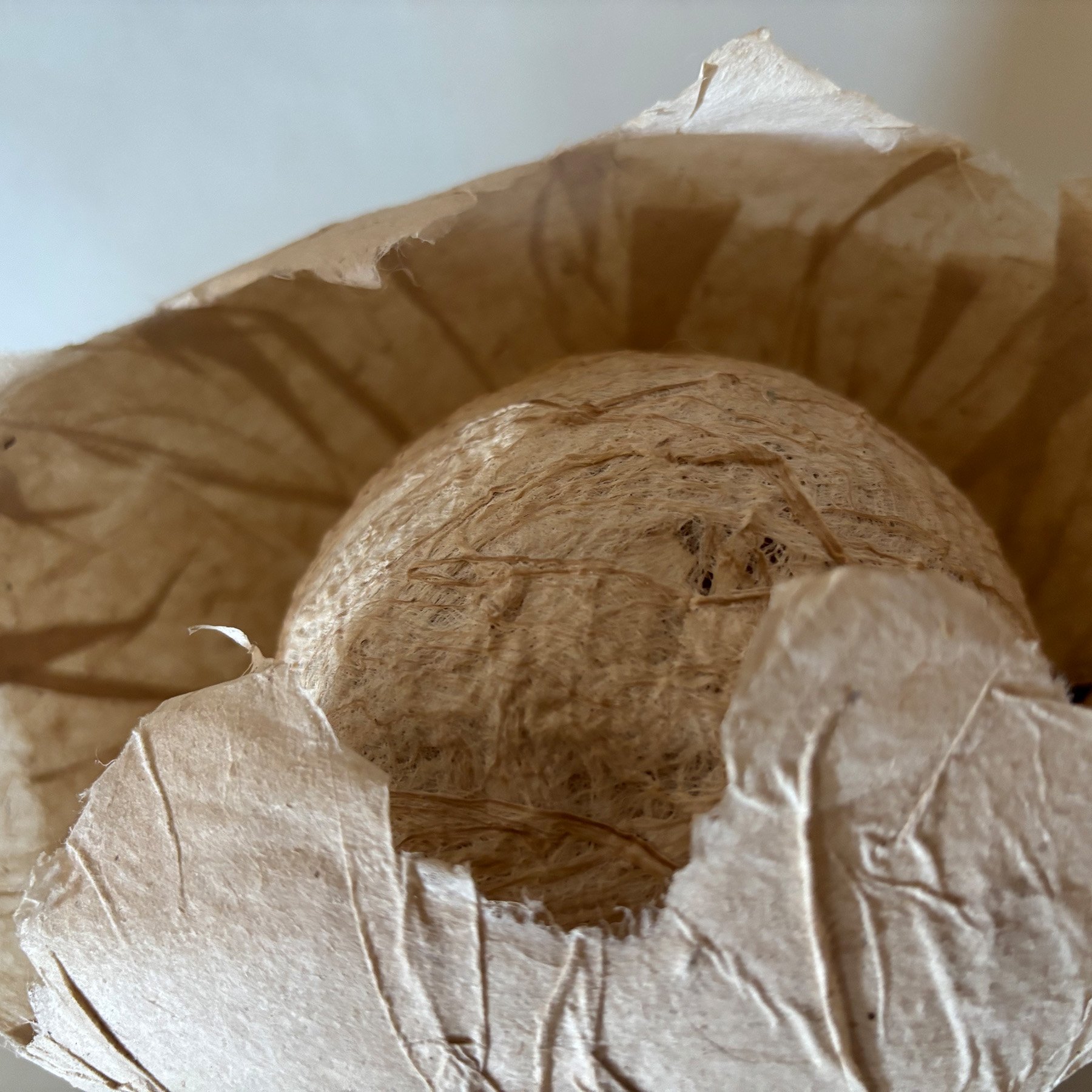 nest.2_.jpg