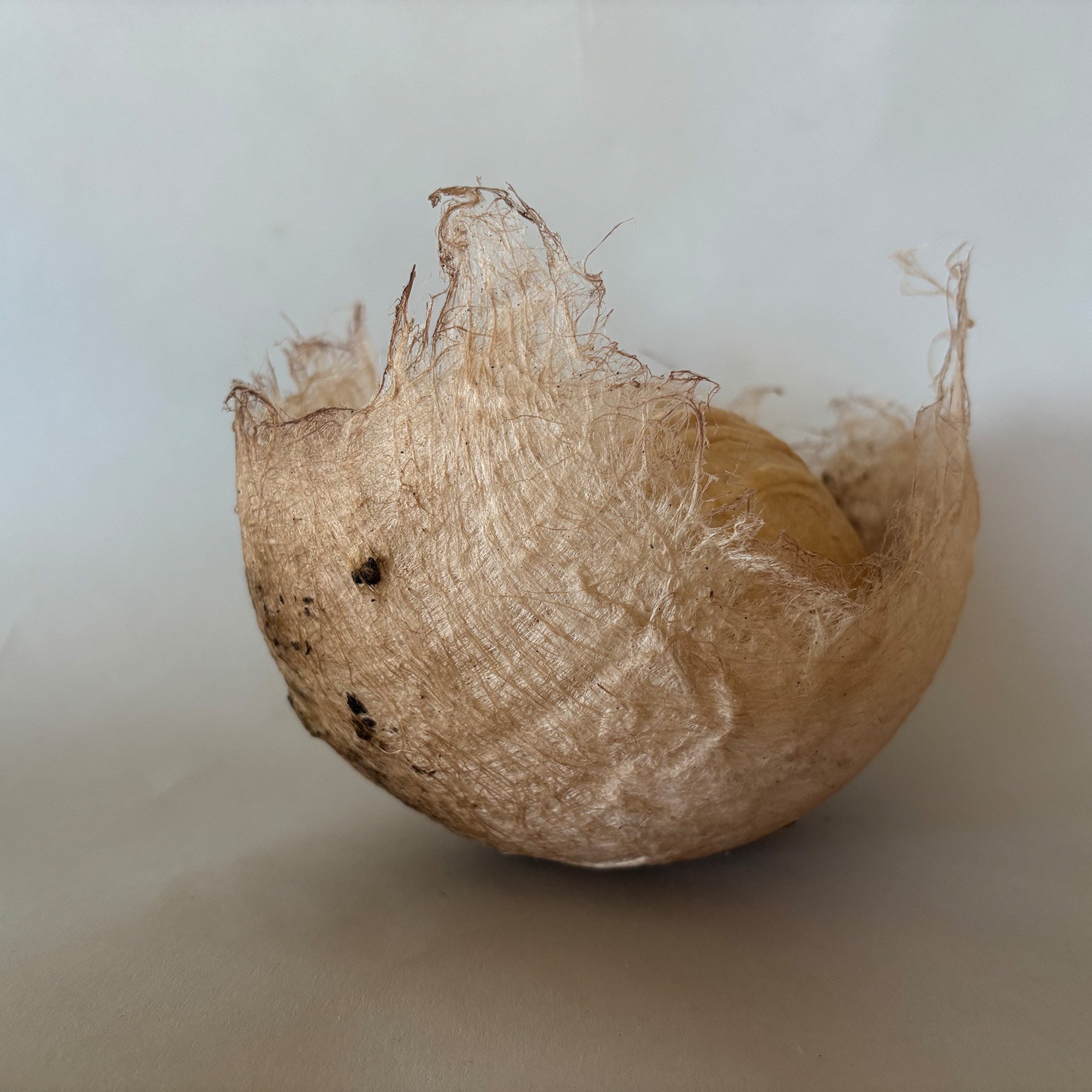 Nest: One