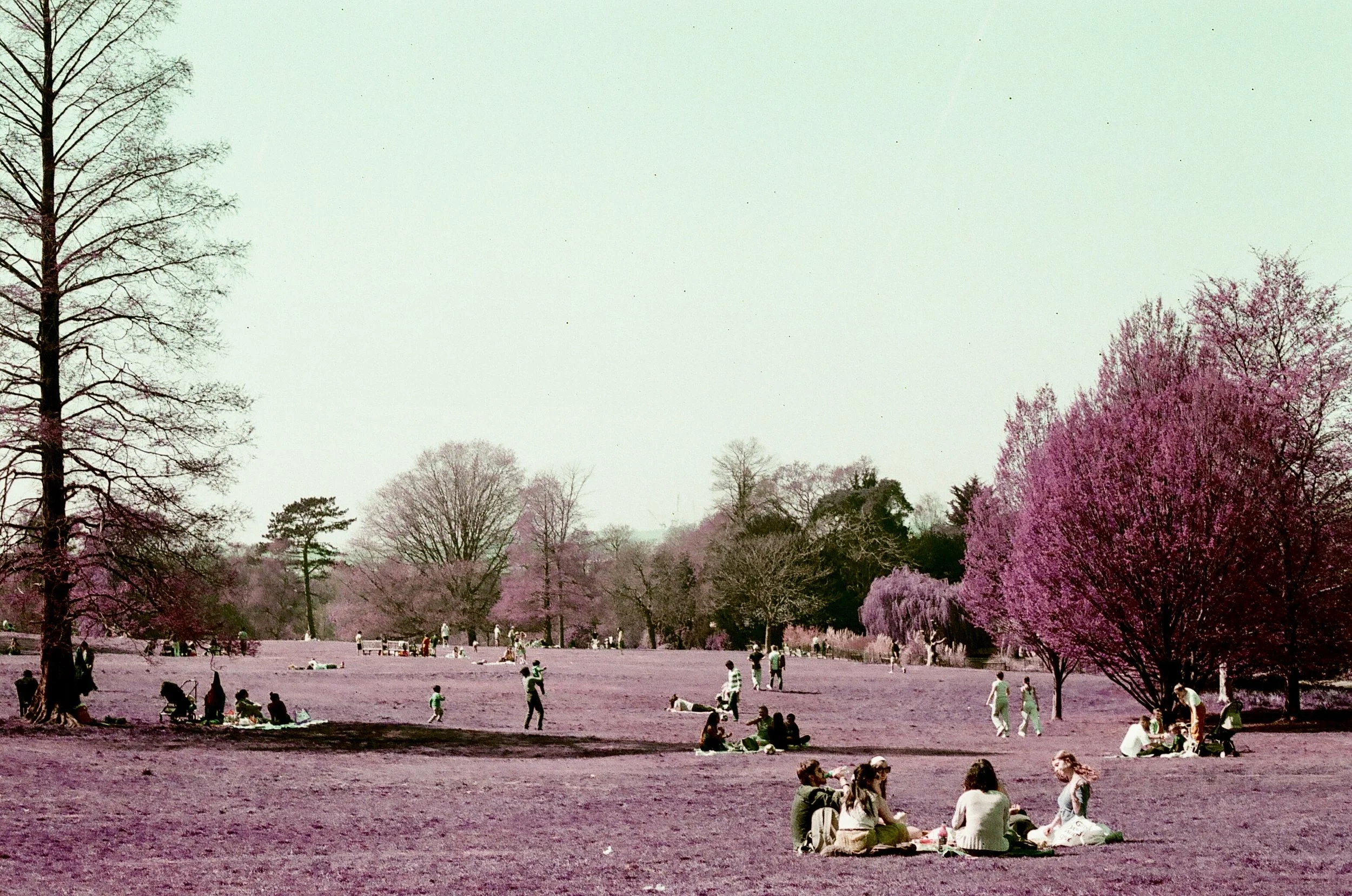 Hampstead Heath - The Hill Garden & Pergola - Lomochrome Purple XR 100-400