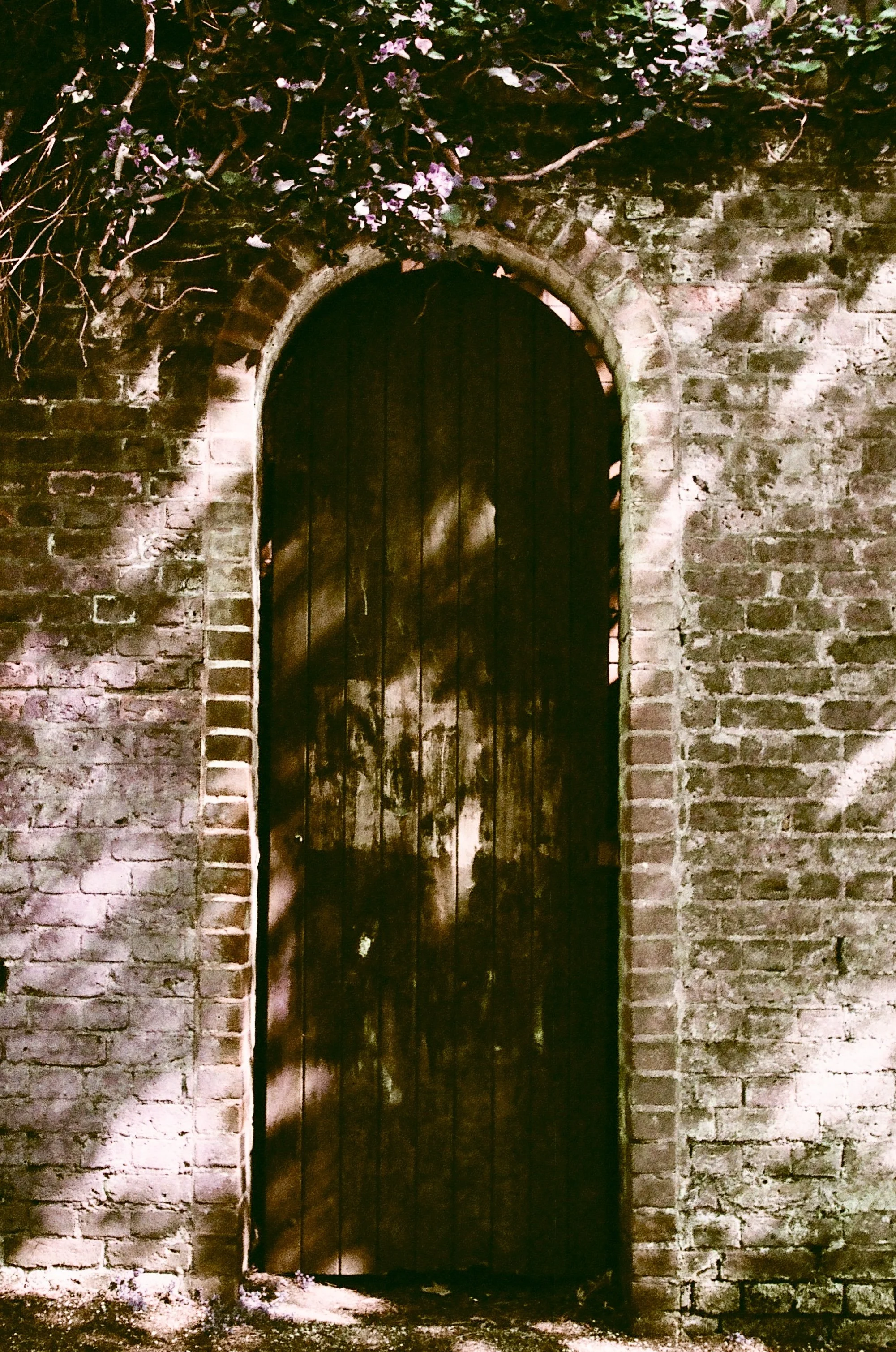 Hampstead Heath - Lomochrome Purple XR 100-400