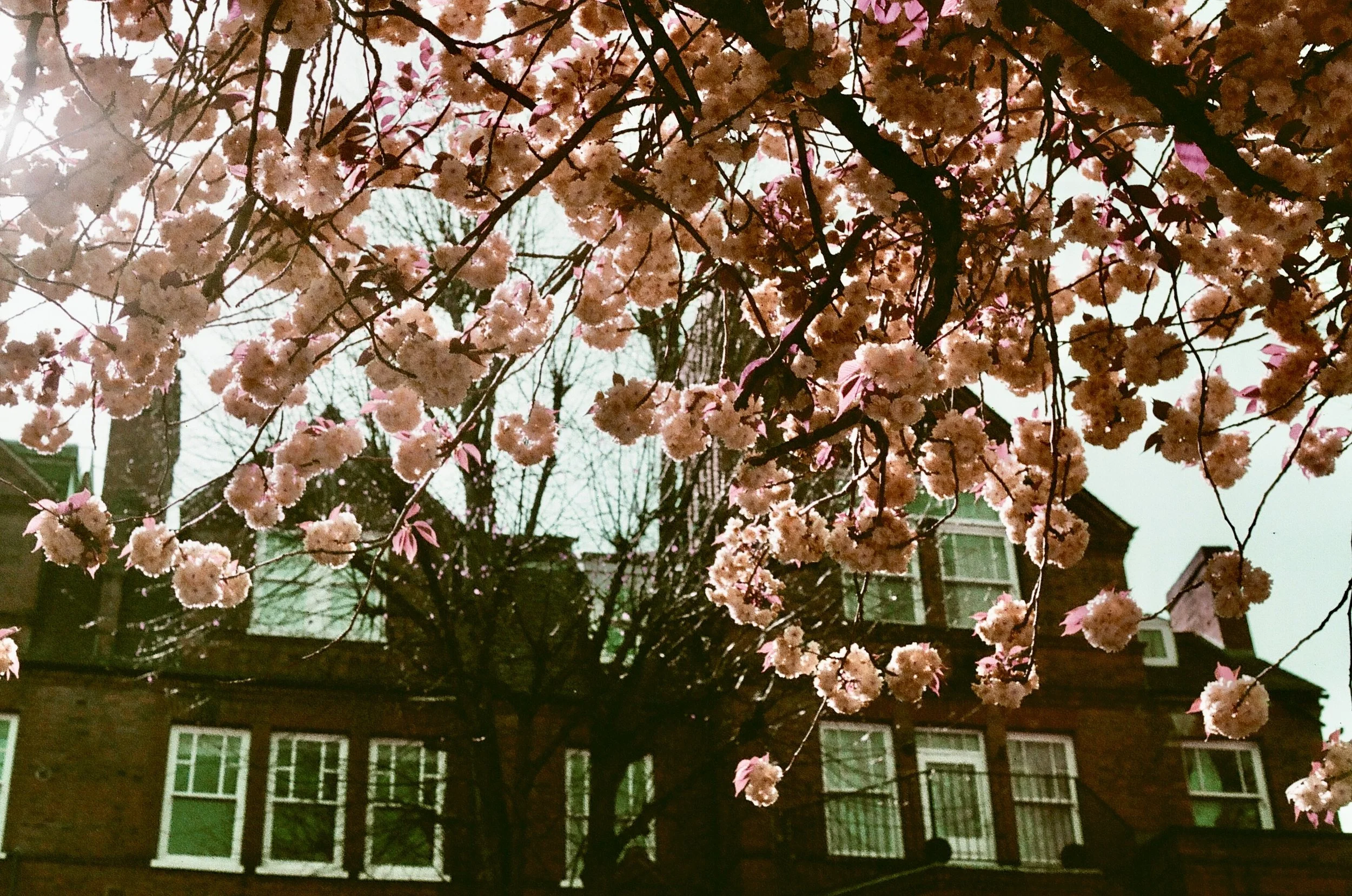 London - Lomochrome Purple XR 100-400