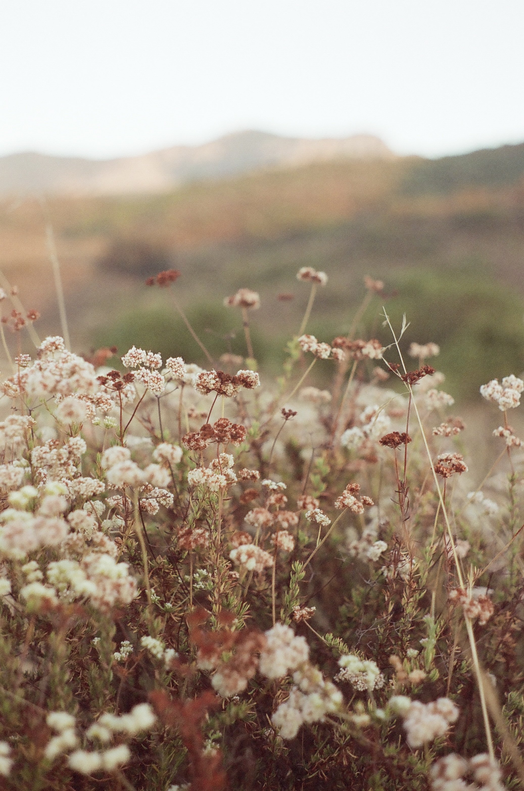 Agoura Hills - Cinestill 400