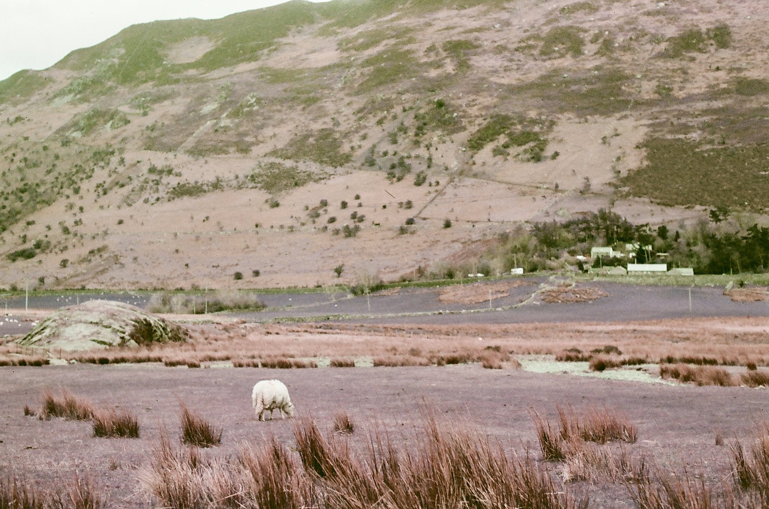 Northern Wales - Lomochrome Purple XR 100-400