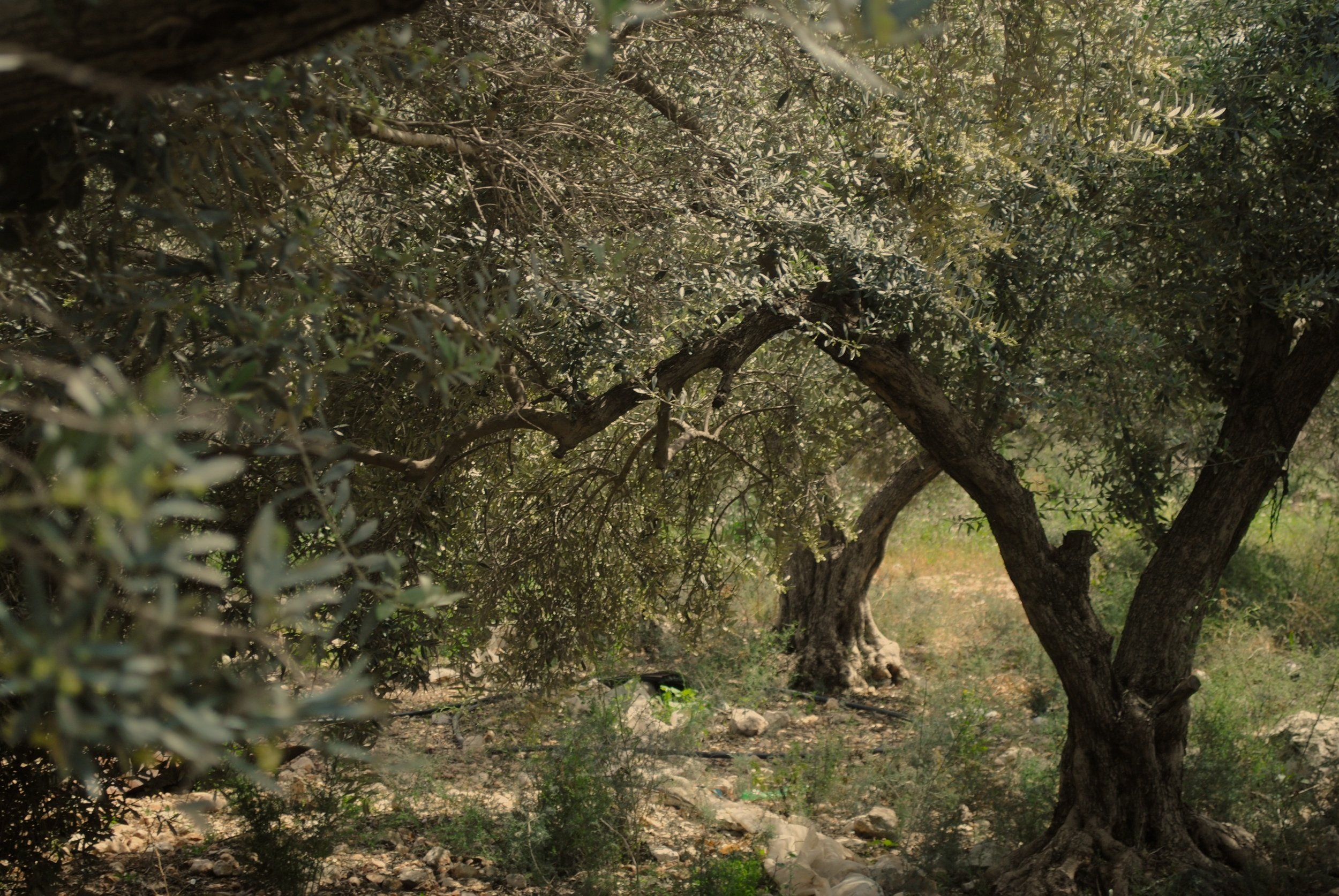 P17-+Olive+tree.jpg
