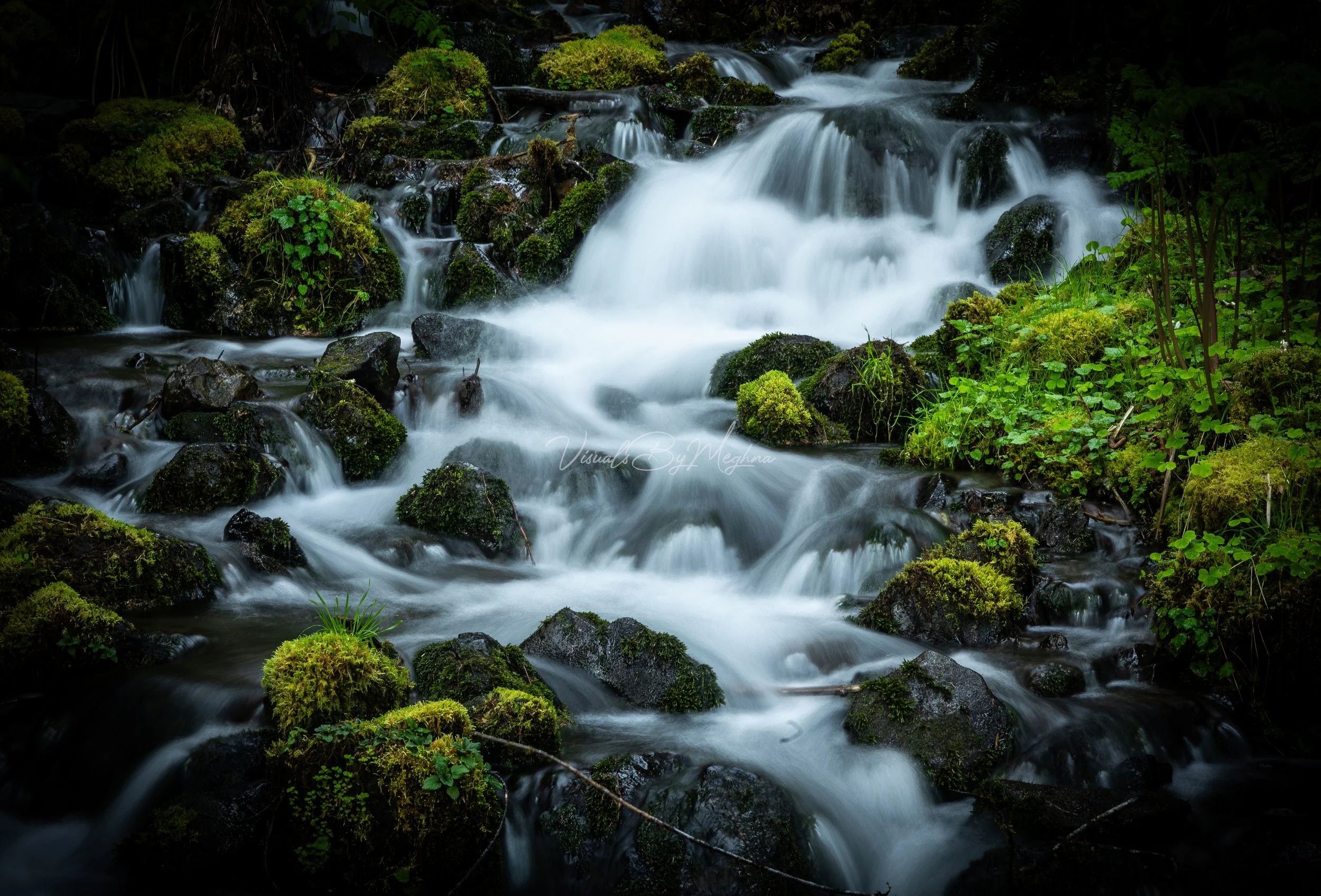 Hoh Rainforest - Olympic National Park, WA - Spring 2024