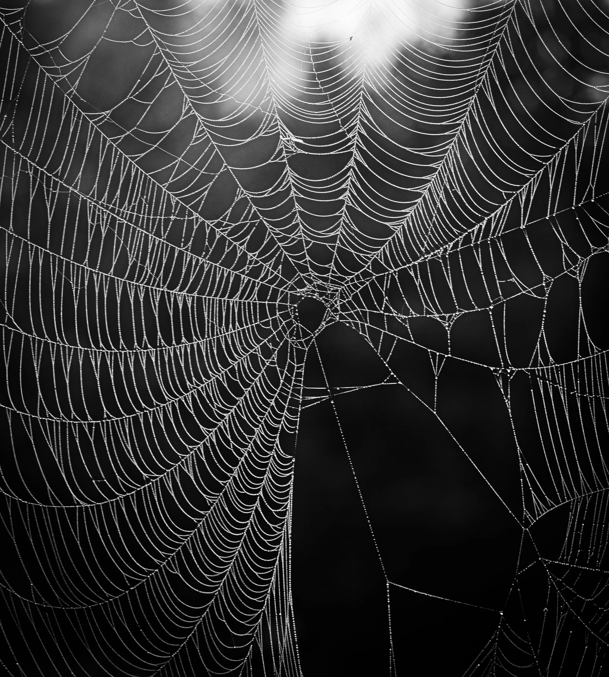 Spiderweb - 2021