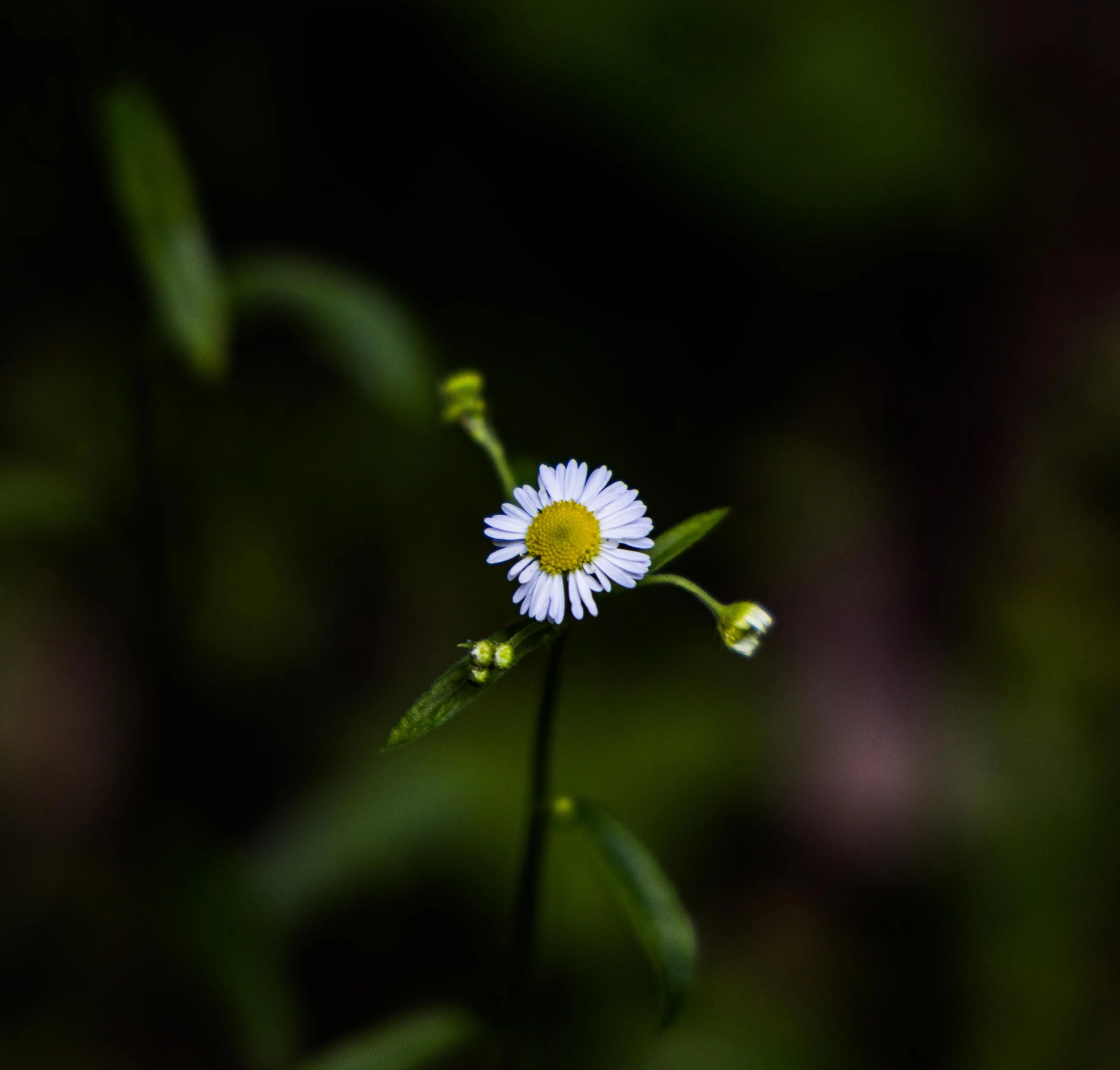 Gatlinburg, TN - Summer 2021