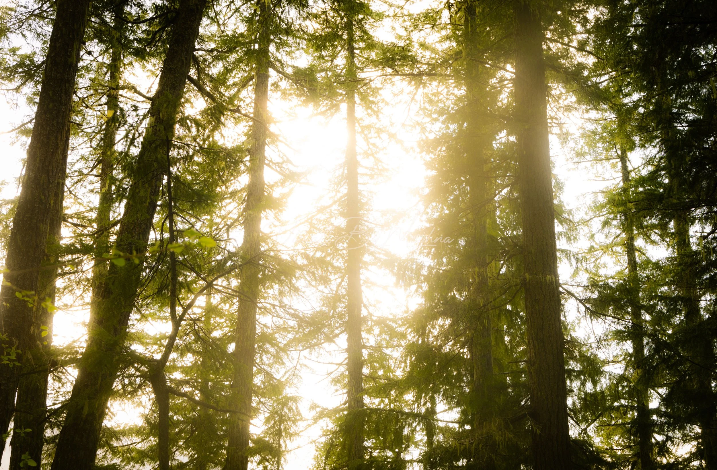 Hike up Mount Storm King - WA 2024