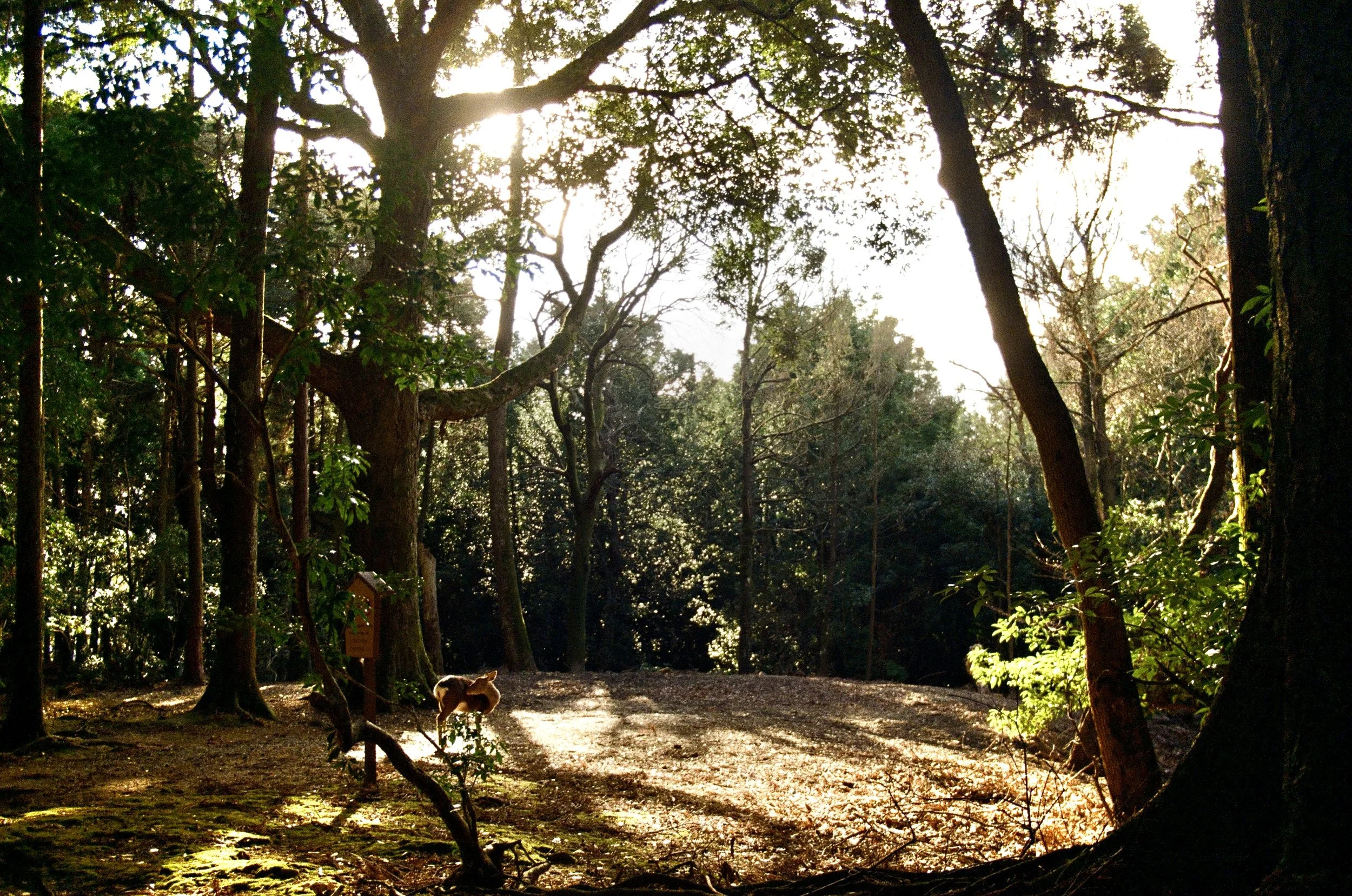 250207042161070025 copy.jpg