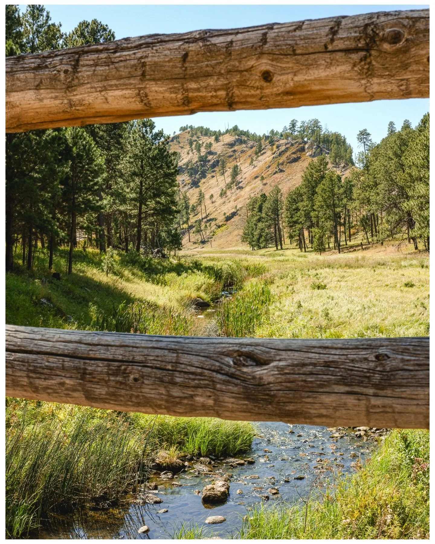 Part 3. Custer State Park. South Dakota. 

#custerstatepark #roadtrip25 #southdakota #statepark
#blackhills