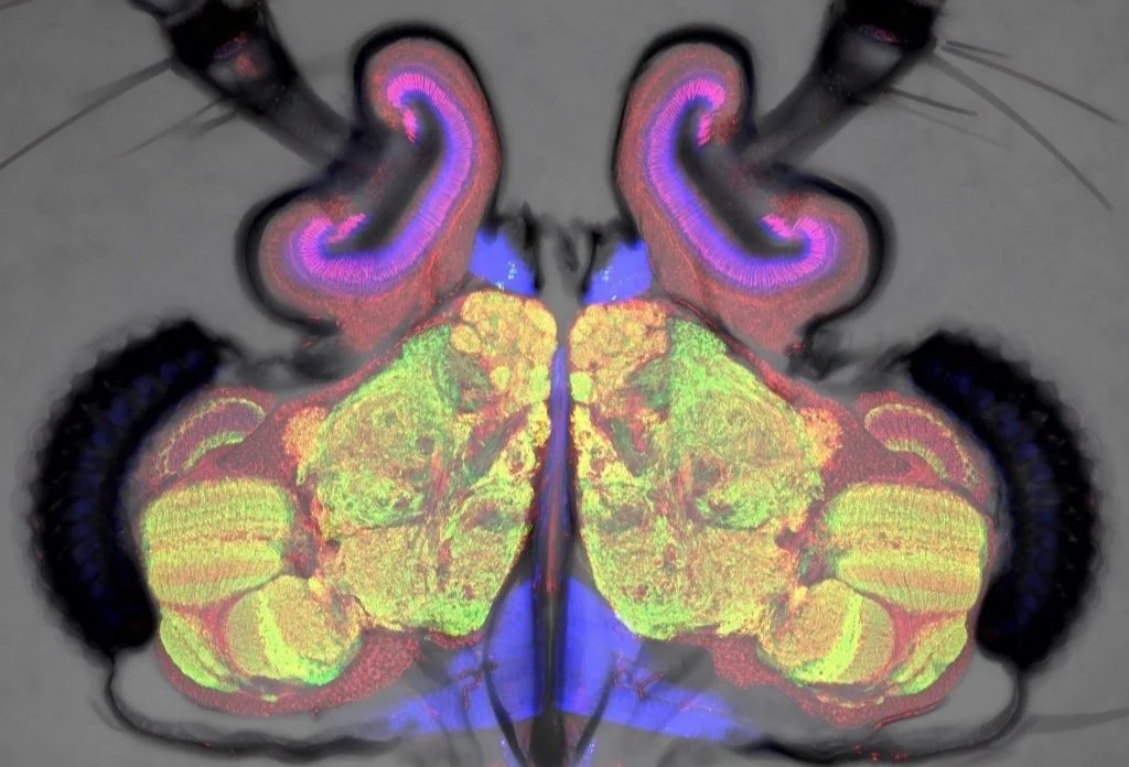 Insect Mri Mosquito Molecular Neuroscience Lab - CSIC