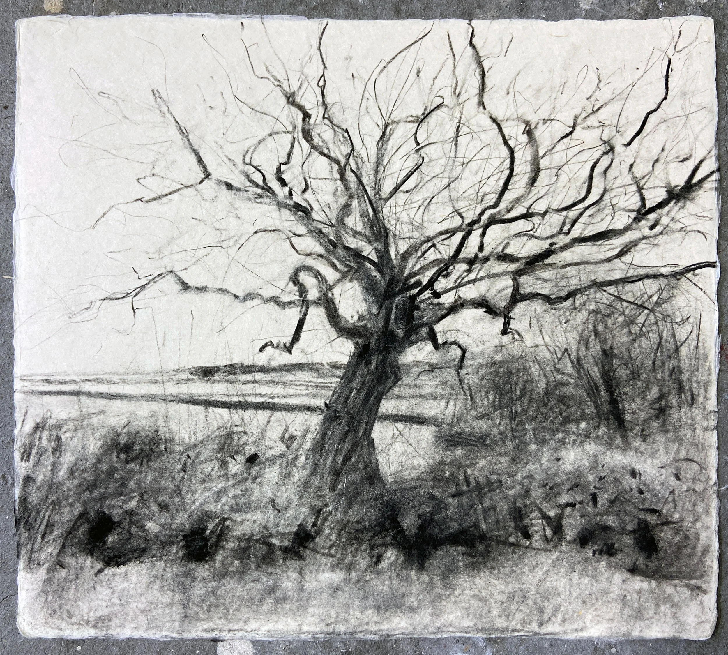 Twisted tree - charcoal on handmade paper 2025