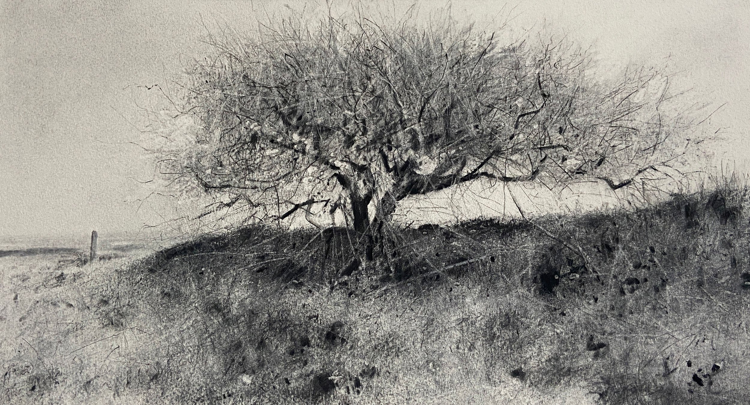 Lonely tree in the landscape - charcoal on paper 2025