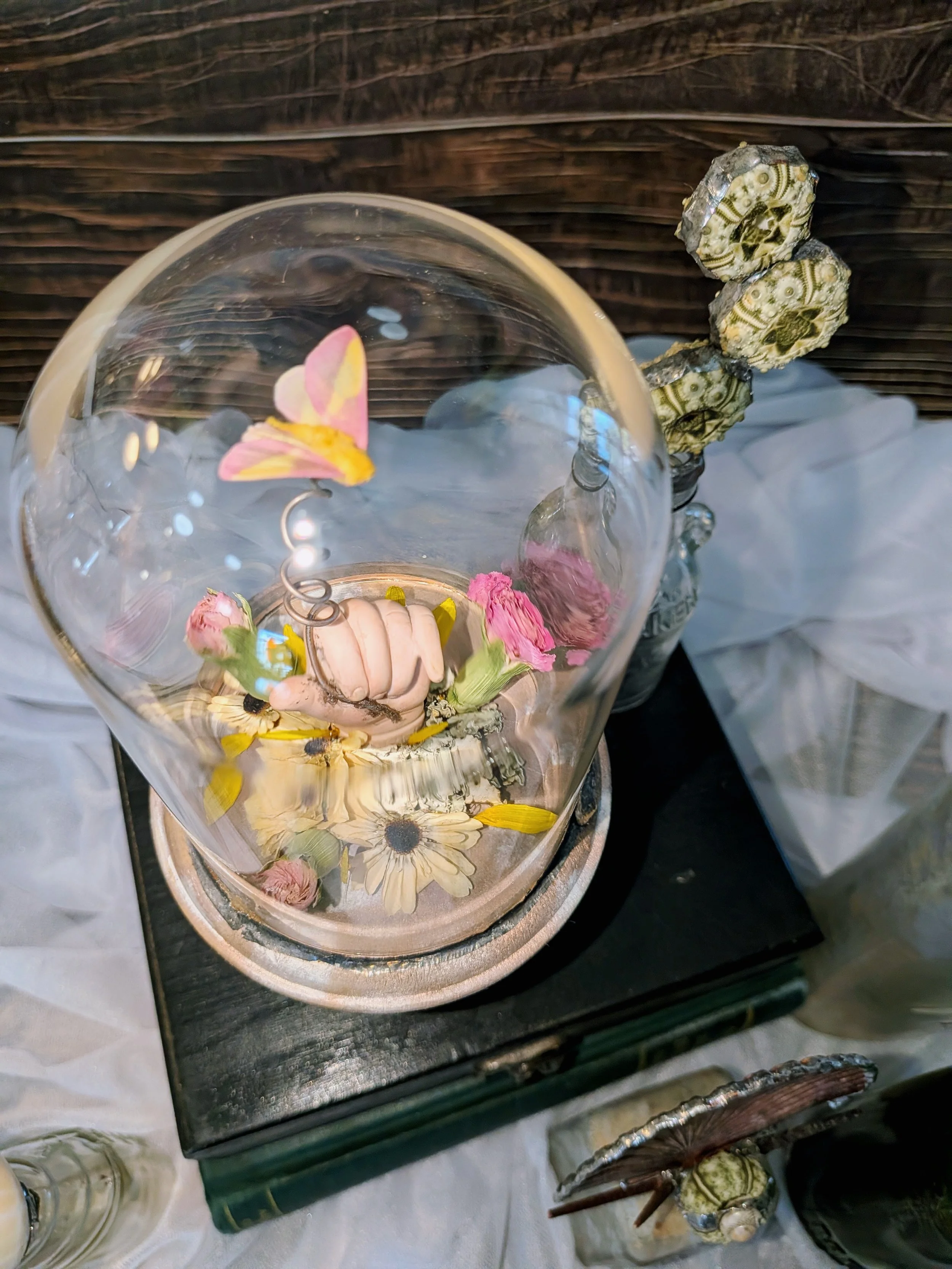 Real Rosy Maple Moth Taxidermy - Surrealist Hand Sculpture Glass Cloche Display