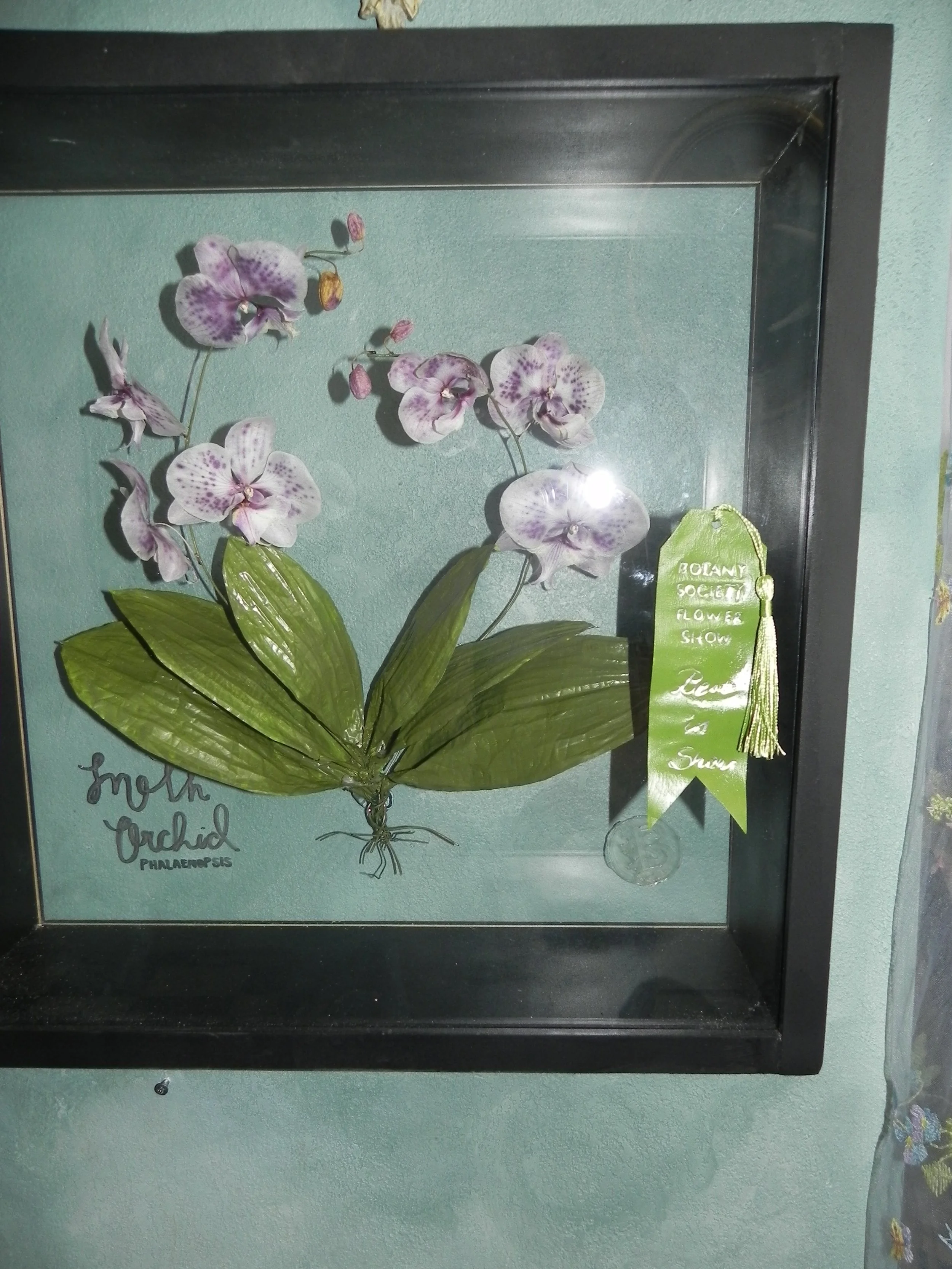 Spotted Purple Moth Orchid Herbarium: Handcrafted Oak Floating Frame Shadowbox- Mixed Media Real Flower + Aluminum Sculpted Leaves