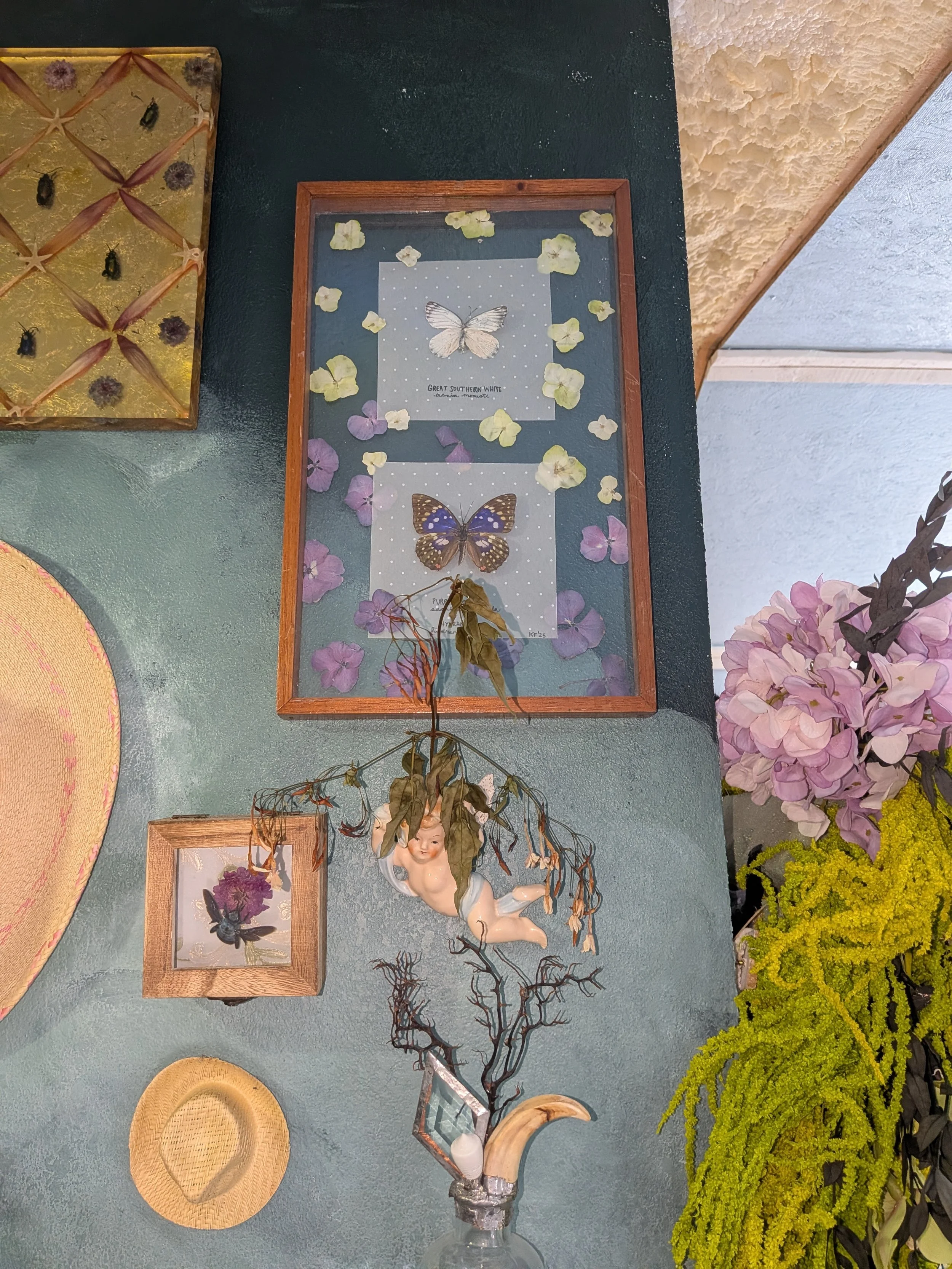 Butterfly Specimen Display & Hydrangea Herbarium - Floating Frame (9x14")