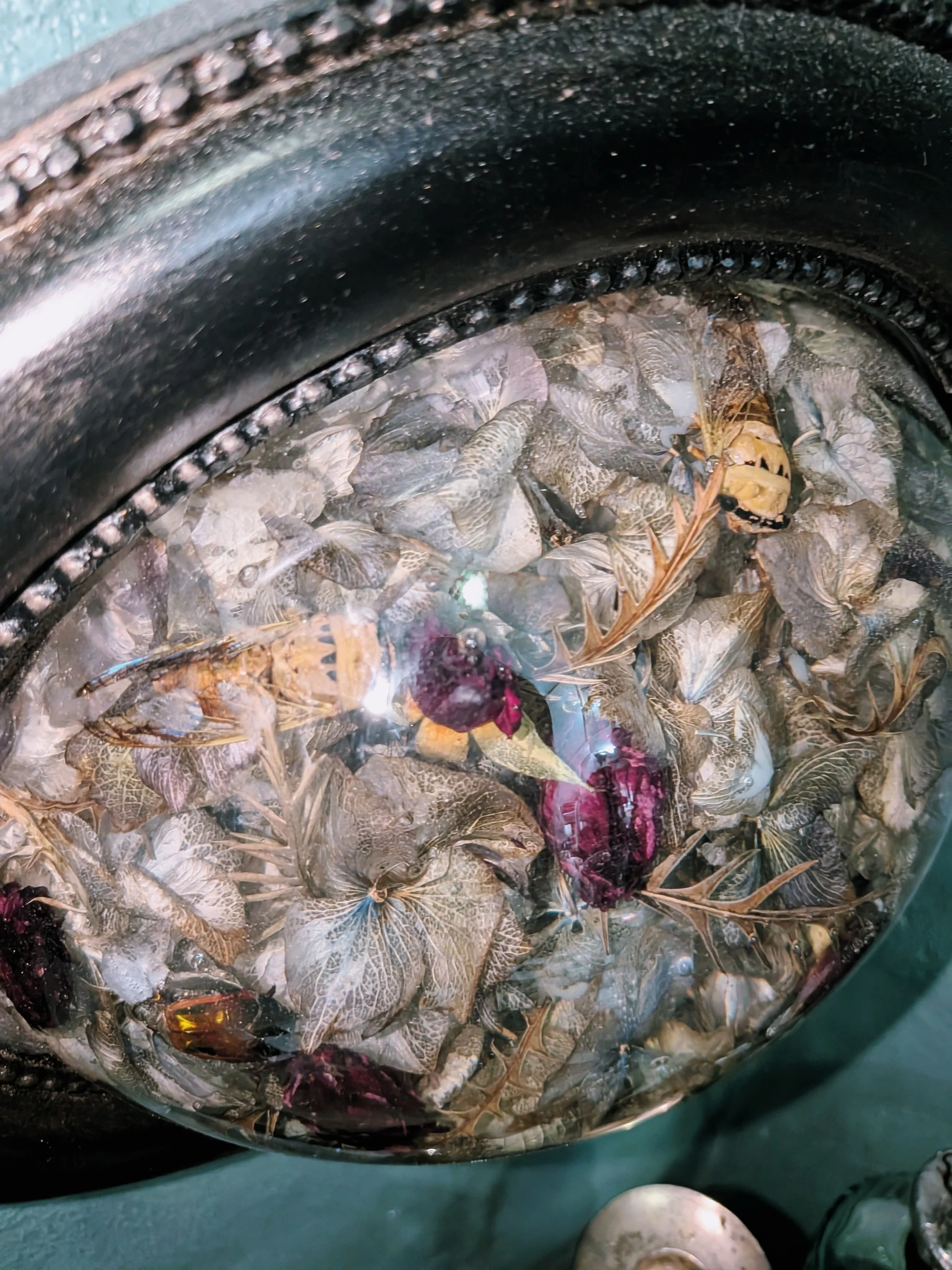Blue Hydrangea & Cicada Encased in Resin Dome- Specimen Display