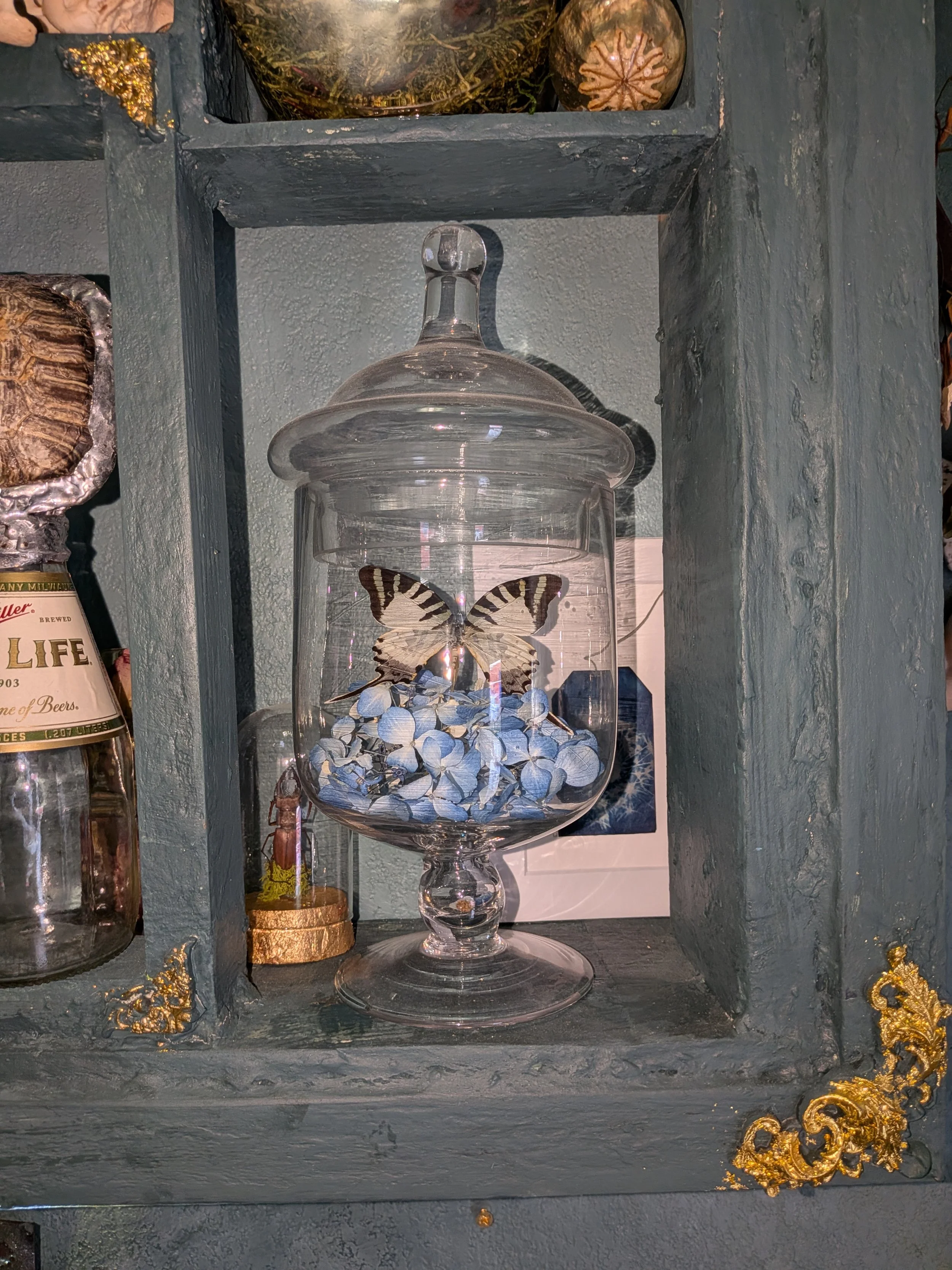 Apothecary Jar with Five-Bar Swordtail Butterfly & Blue Hydrangea Flowers- Real Specimen Display in Glass