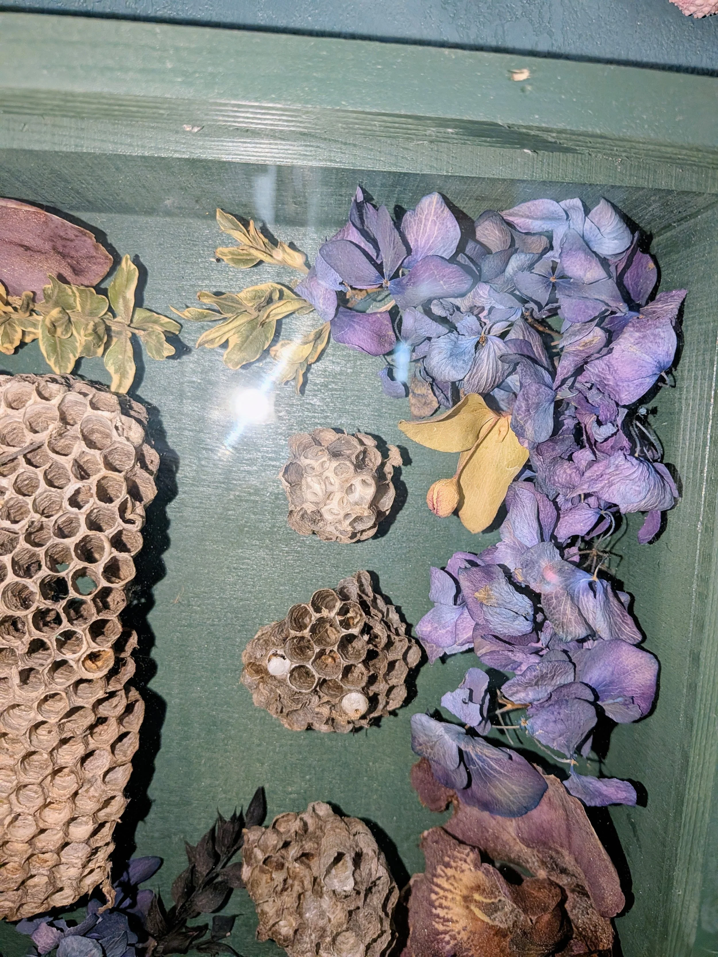 Wasp Nest Natural History Display