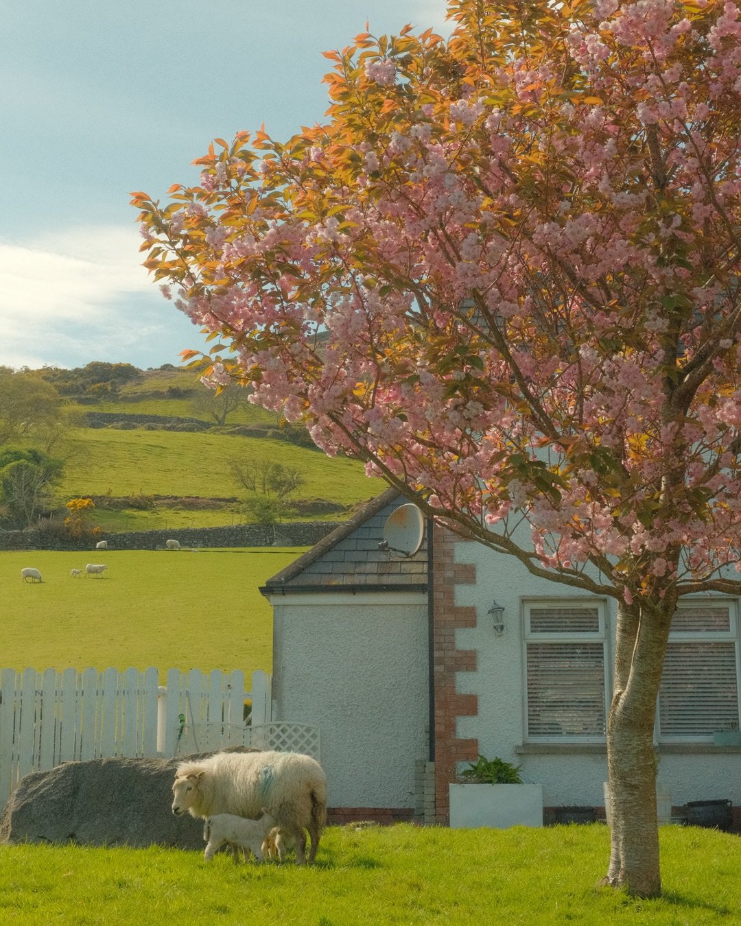 In a land once shaped by mythological battles, spring now settles gently over Carlingford and the Cooley Mountains. No sign of the Brown Bull, only sheep, at ease in the season.

Carlingford, County Louth, Ireland.

&mdash; Omar C. (@omar_catano)